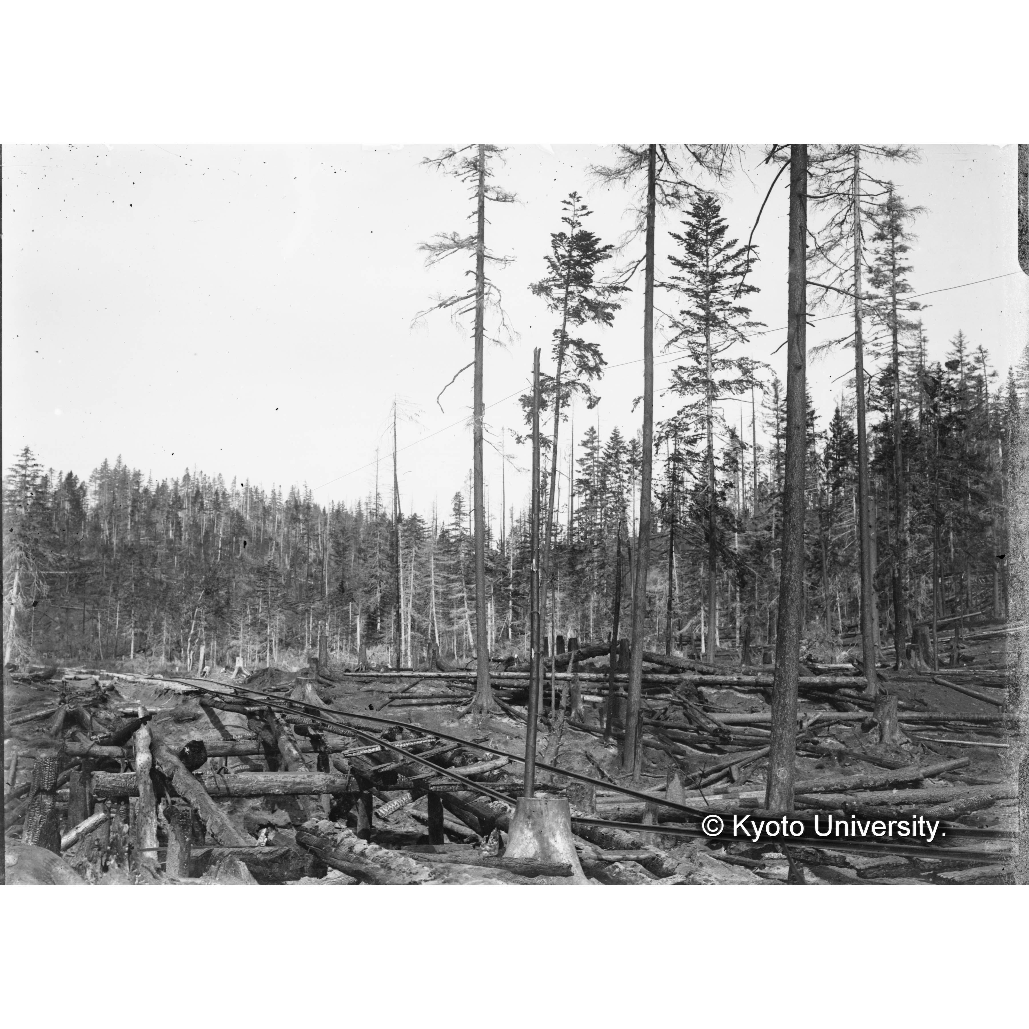 樺太演習林内第七林班羊沢軌道橋焼落の惨状 (1)