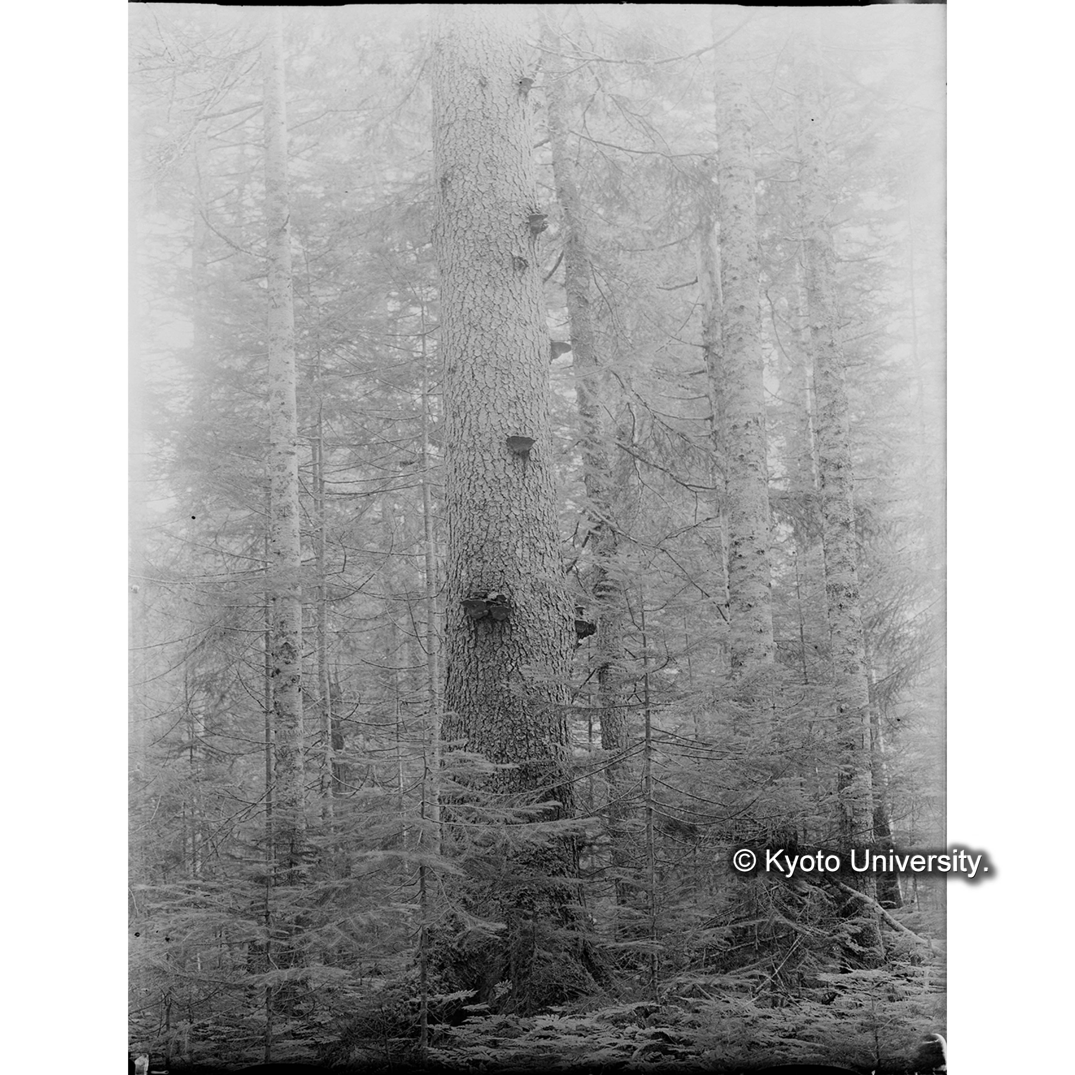 エゾマツ、トドマツ混交天然林 (1)