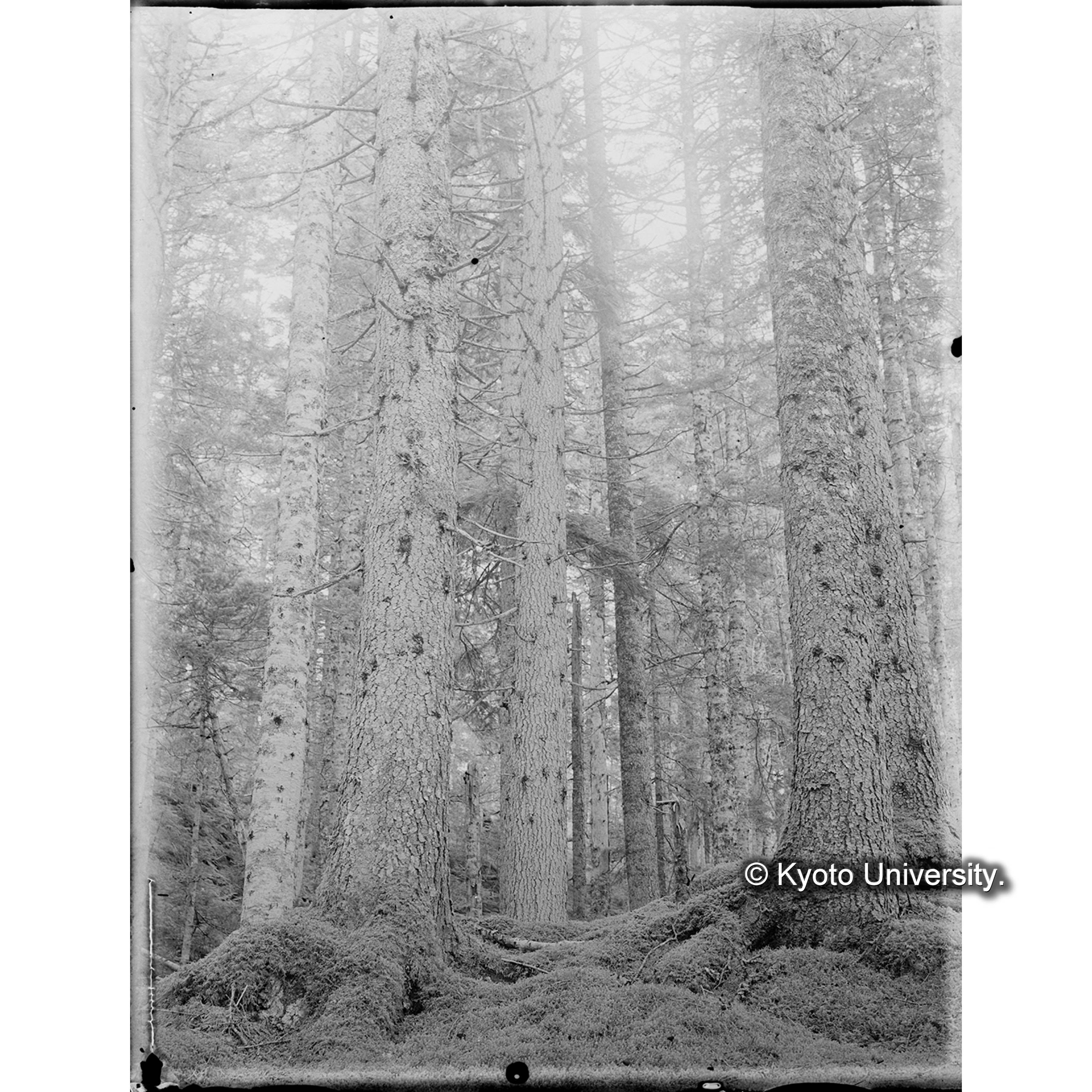 エゾマツ、トドマツ混交天然林 (1)