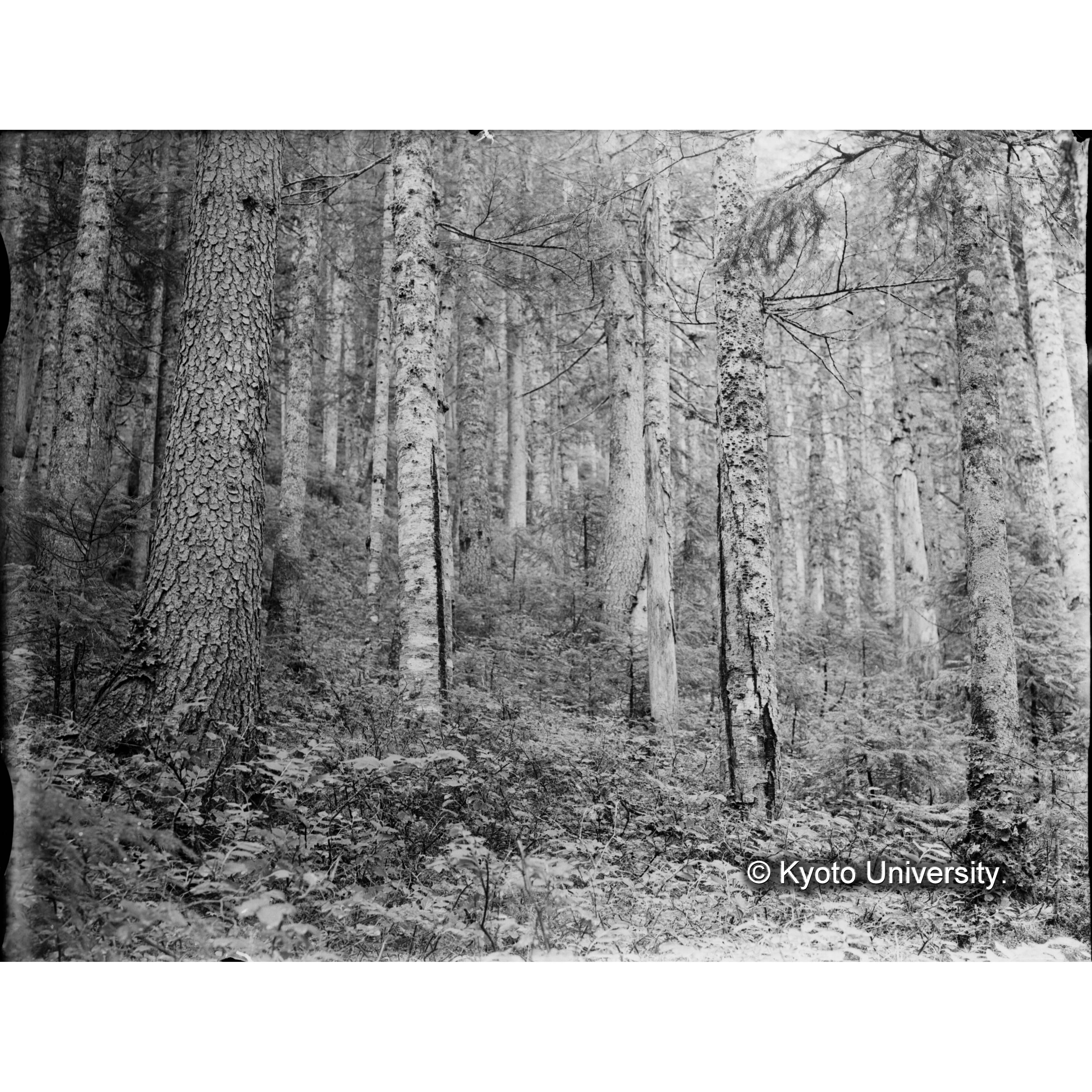 エゾマツ、トドマツ混交天然林 (1)