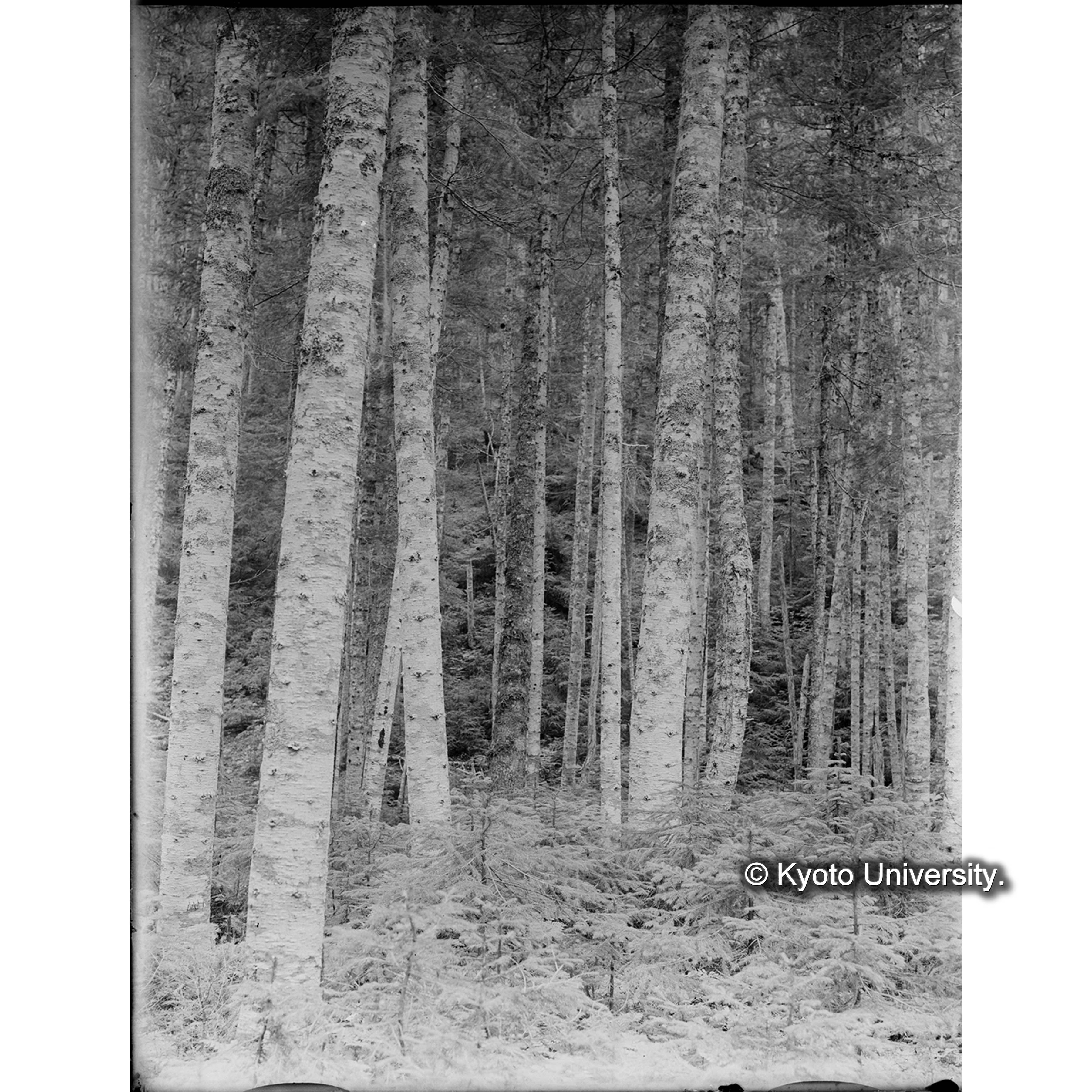 トドマツが優勢な天然林 (1)