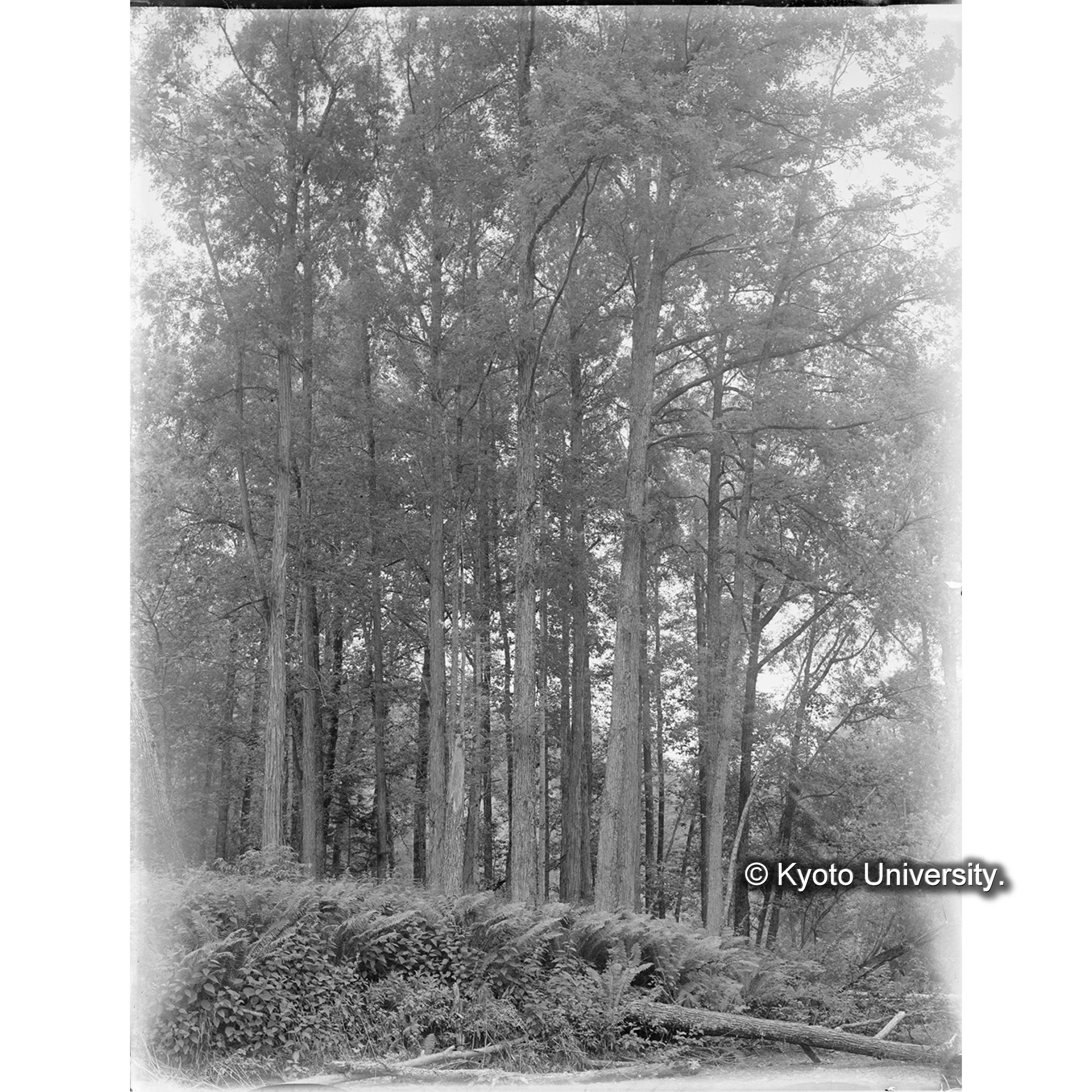 ドロヤナギ、ホゾバヤナギ、バッコヤナギ天然林 (1)