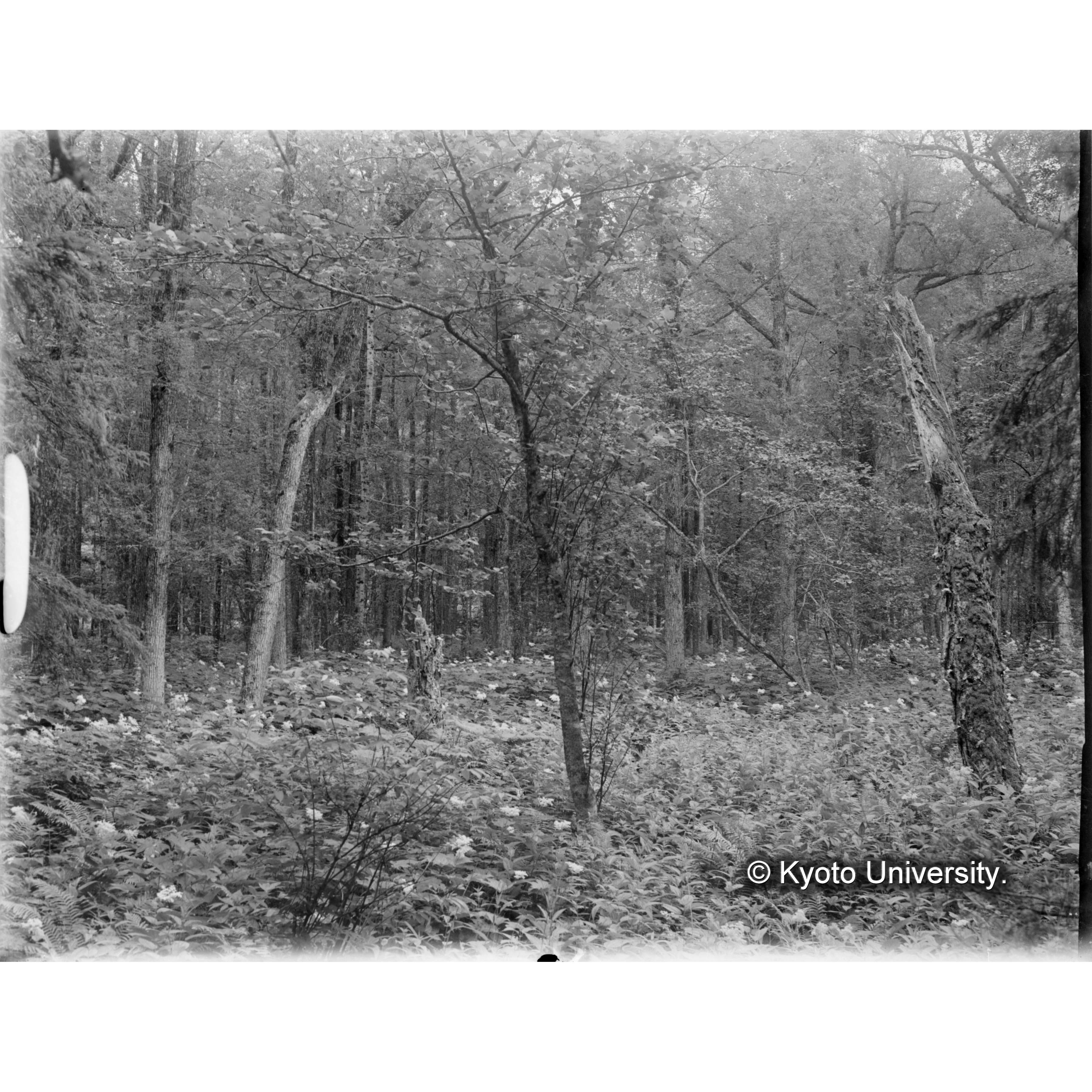 ヤナギ林下のオニシモツケ、ハンゴンソウの開花状態 (1)