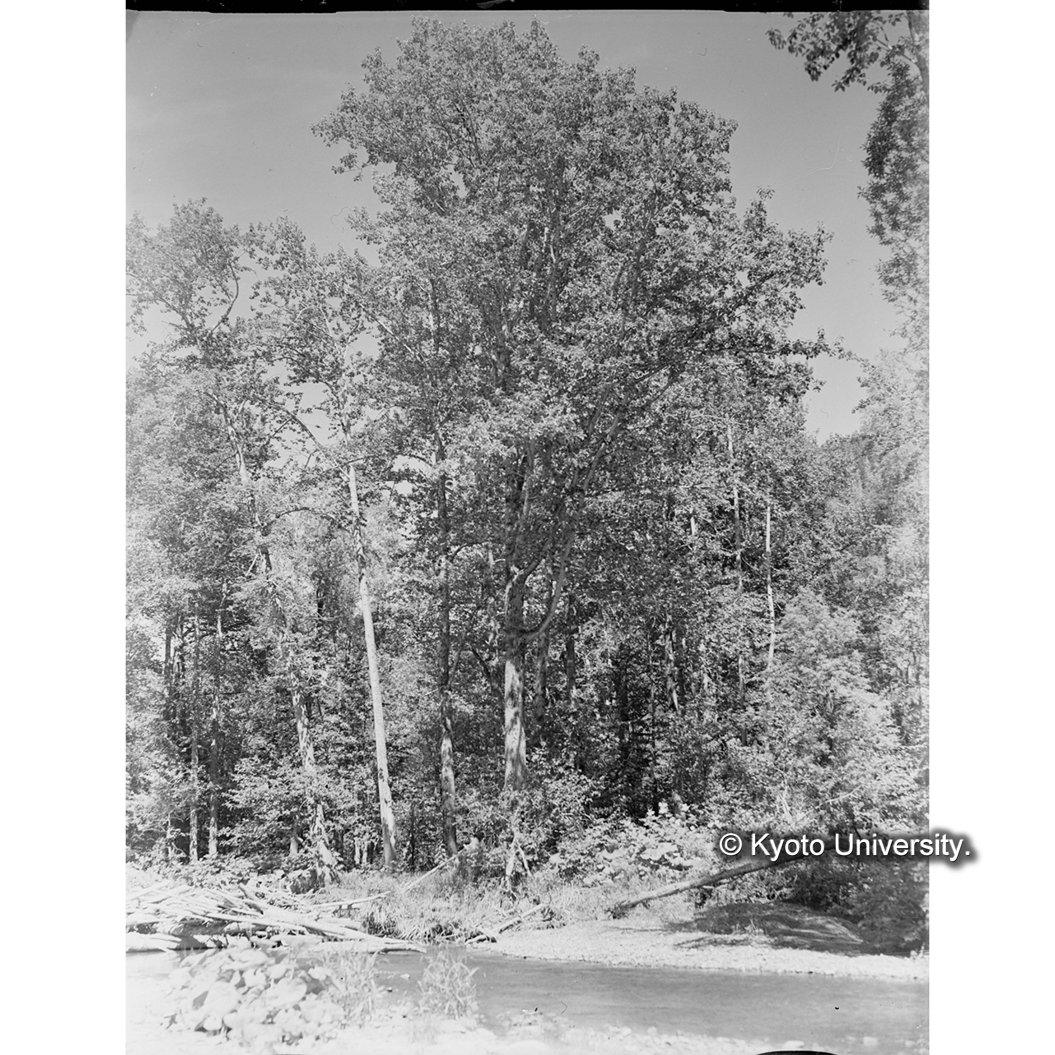 ドロヤナギ林 (1)