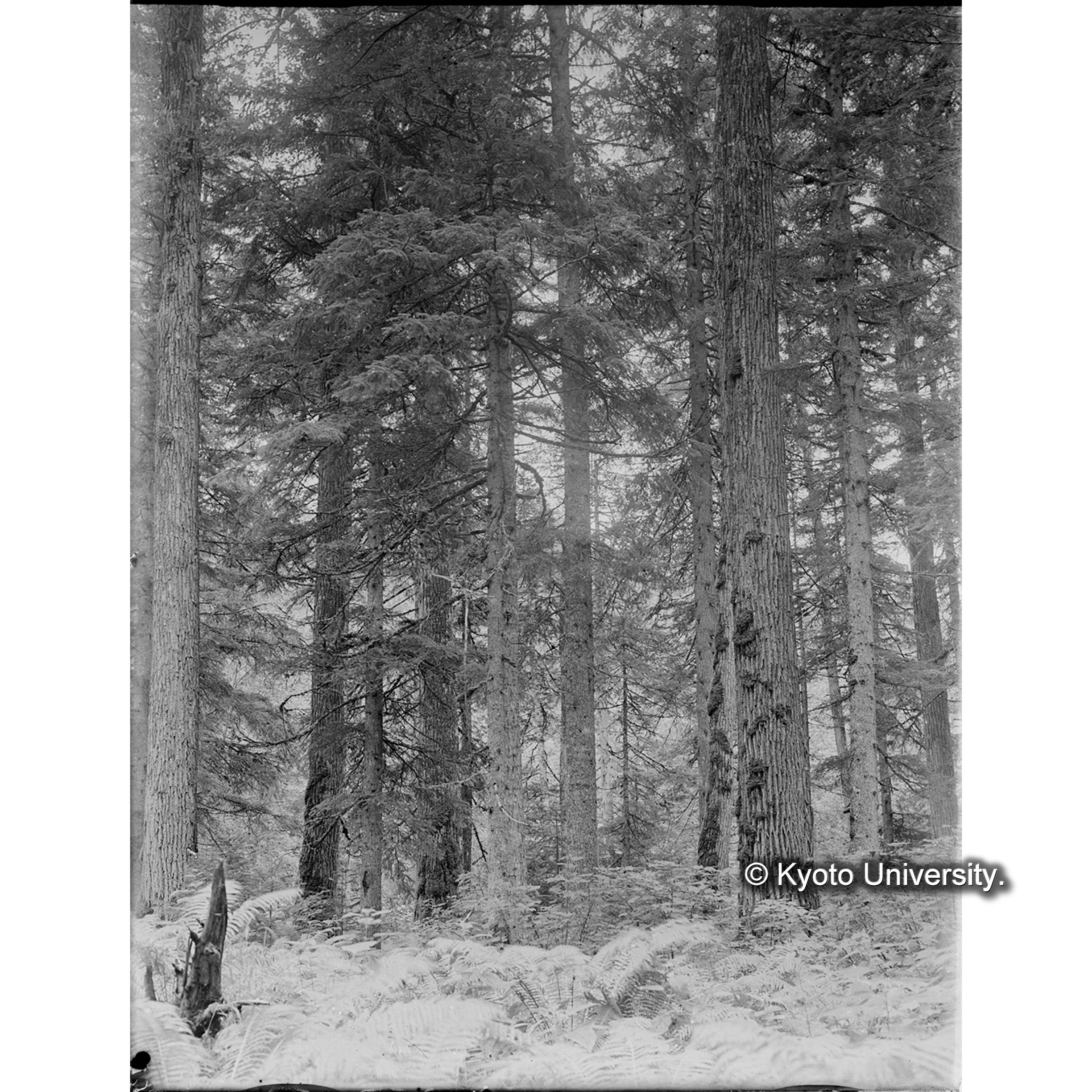 ドロヤナギ、エゾマツ、トドマツ混交天然林 (1)