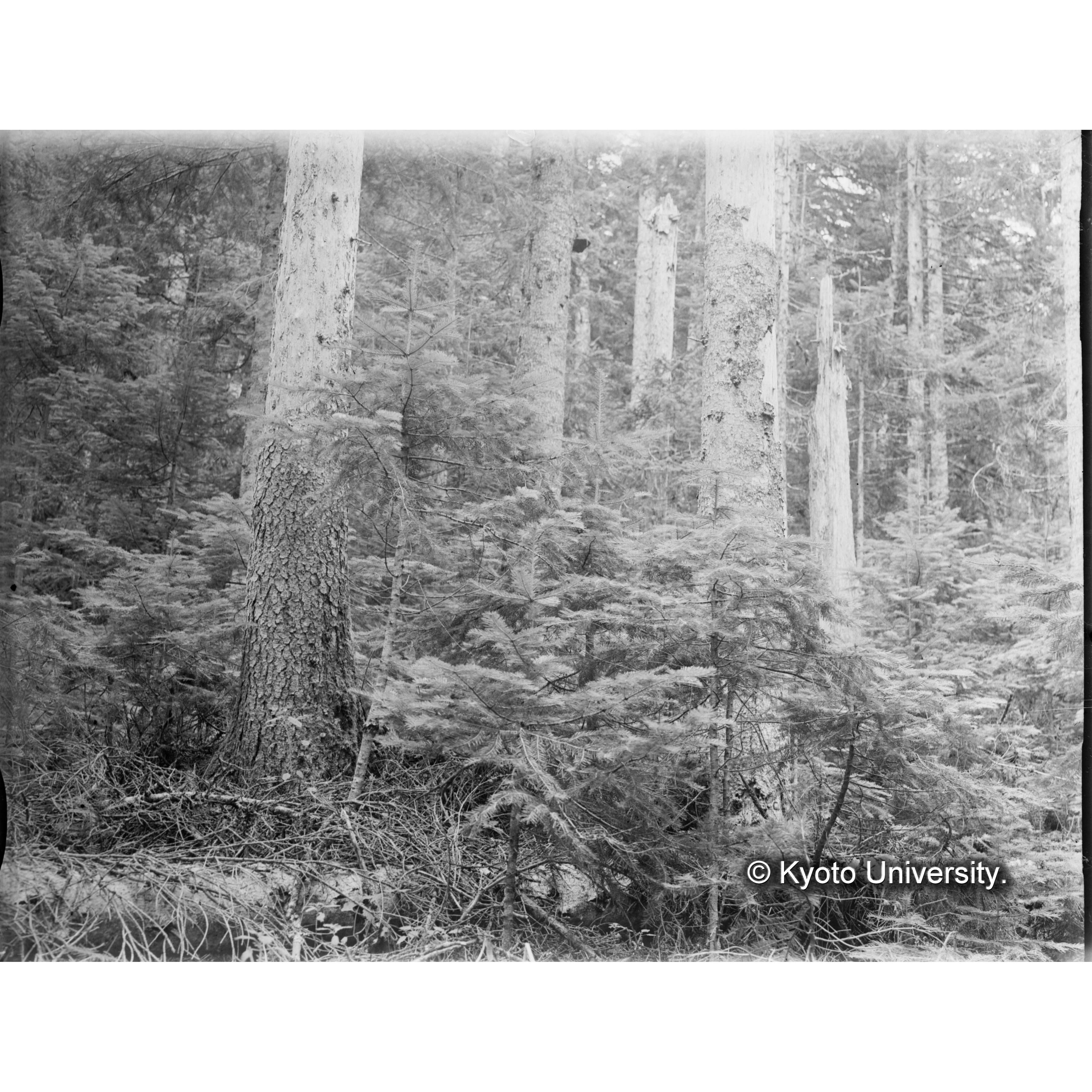 虫害跡地で稚樹が急に生長増大し始めた状況 (1)