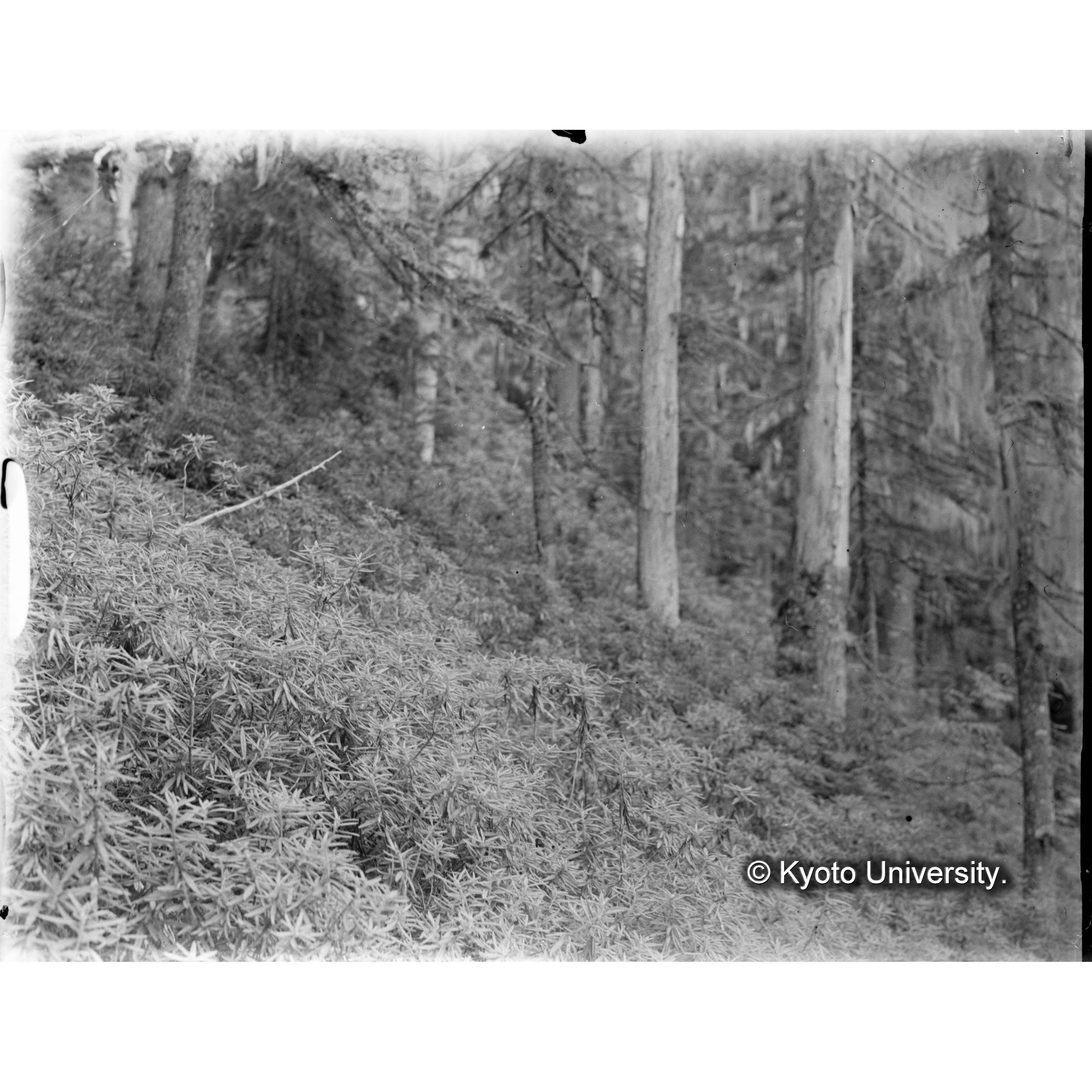 急斜地のホソバイソツツジ群落 (1)