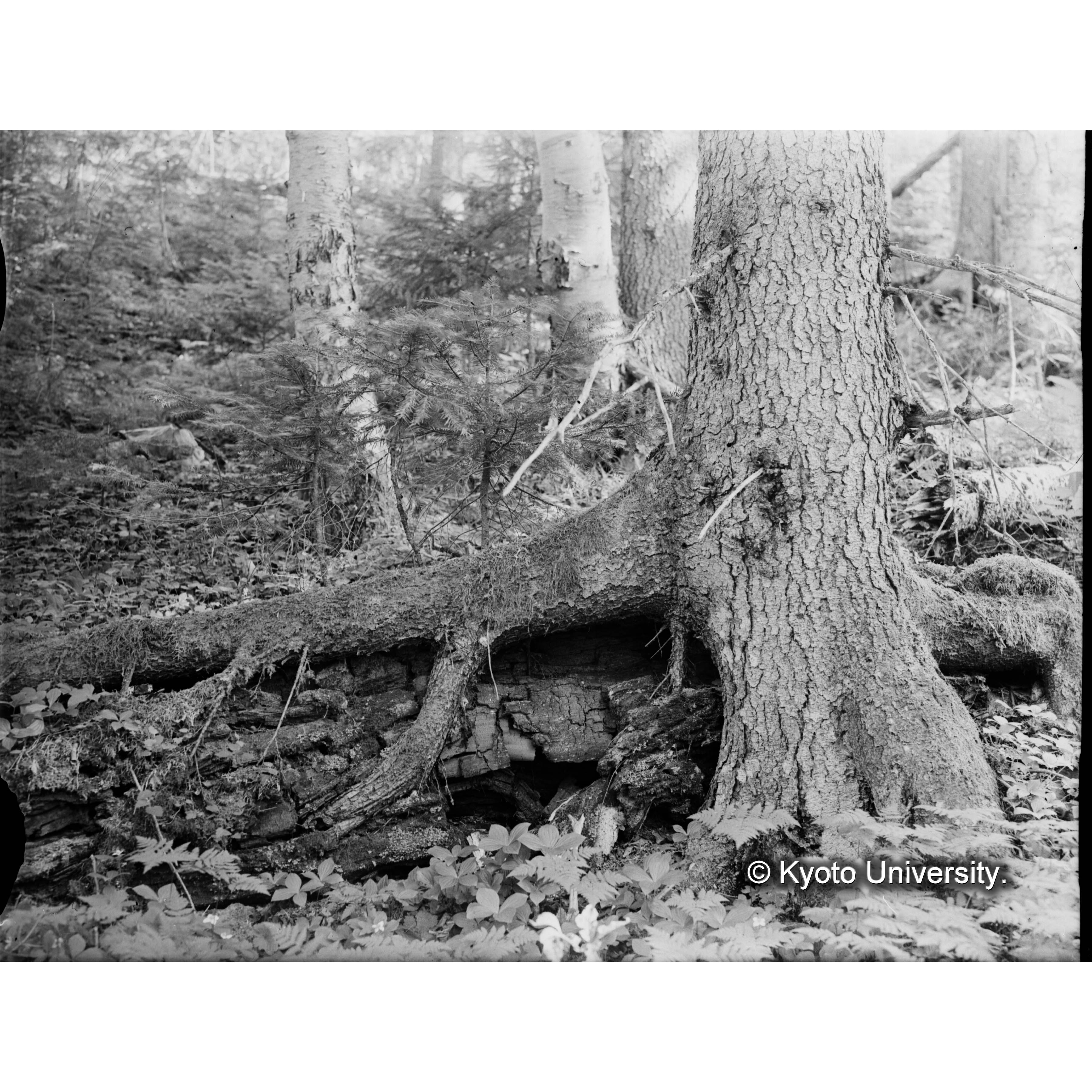 エゾマツ根系 (1)