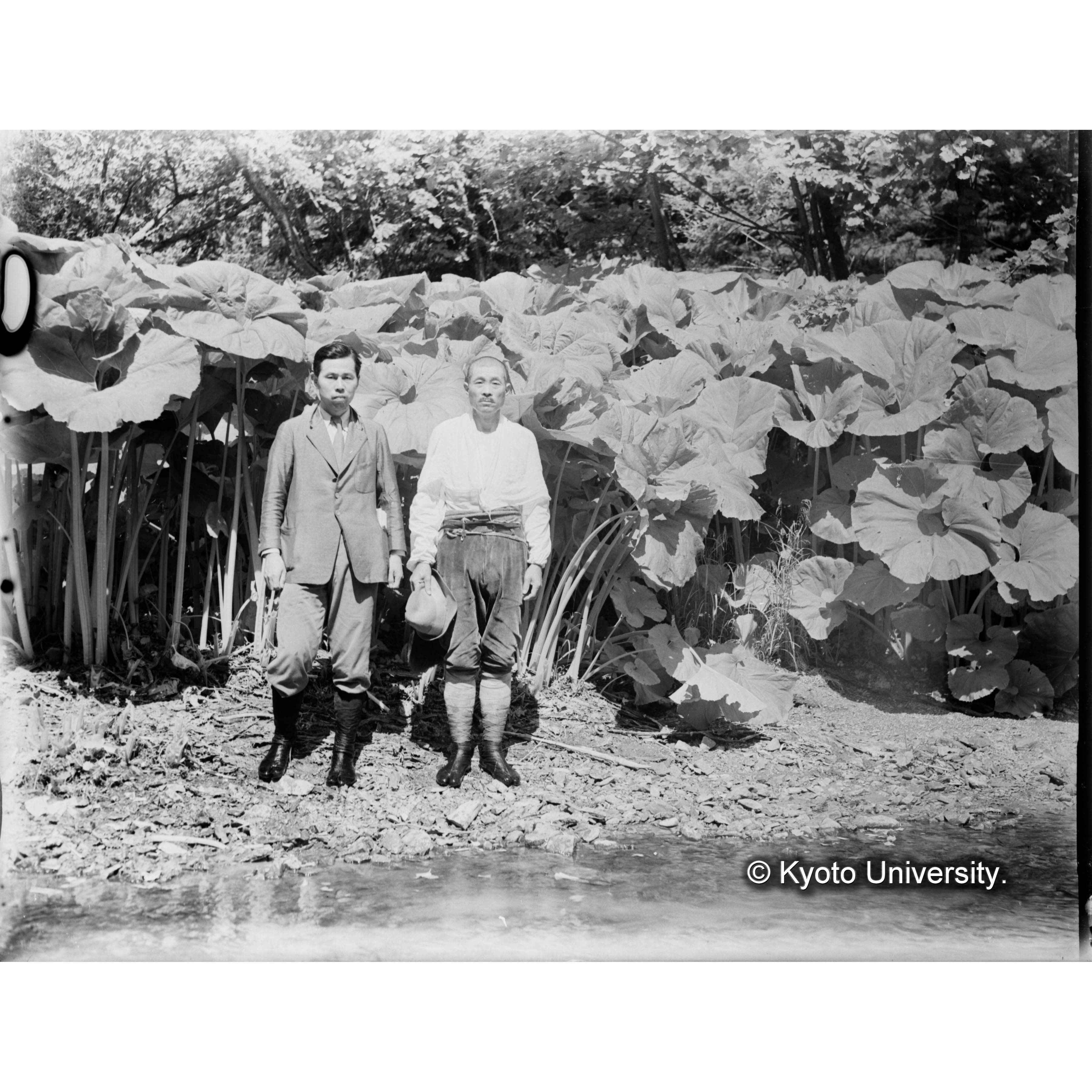 オオブキの群生 (1)