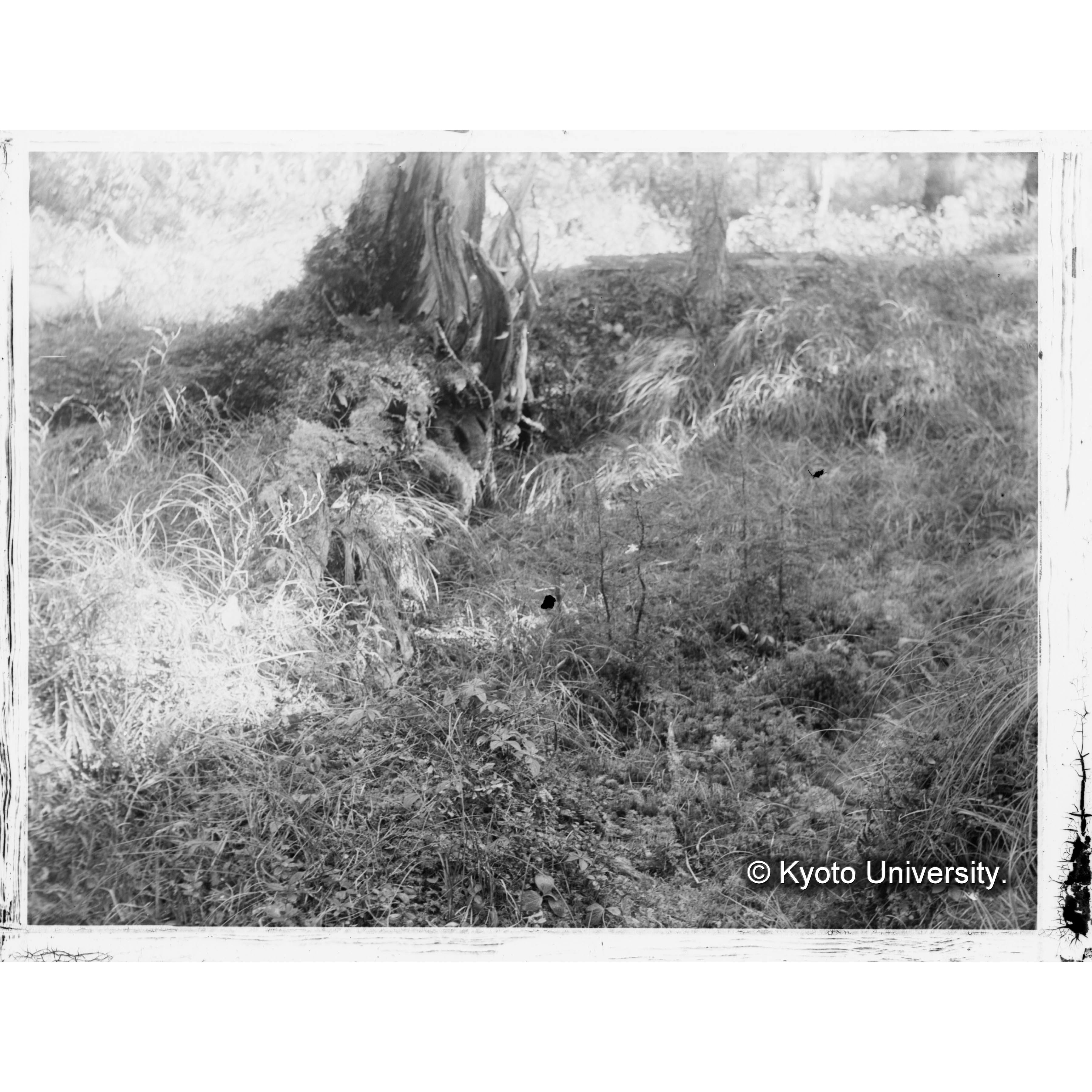 （ガラス乾板樺太5-01） (1)