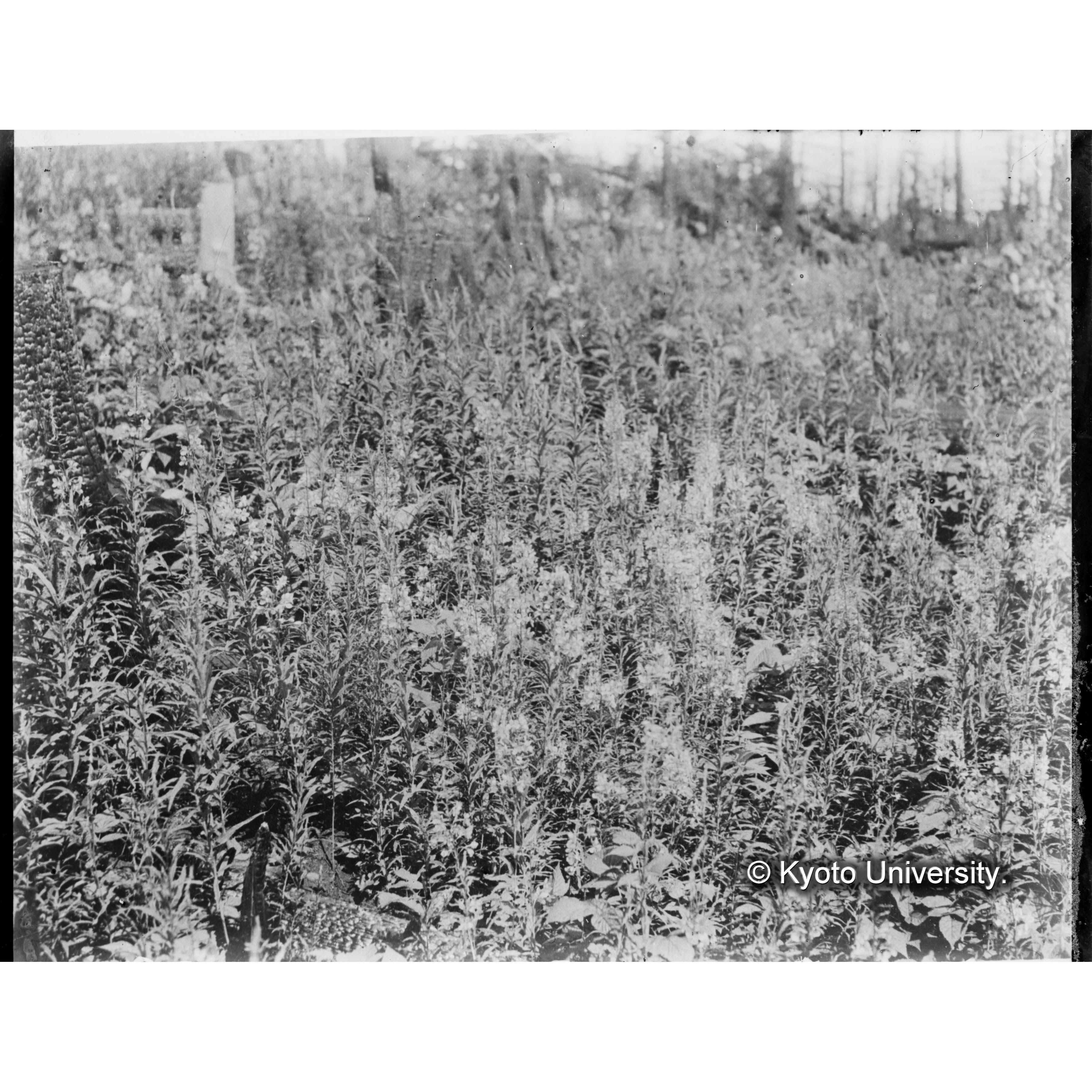 （ガラス乾板樺太5-02） (1)