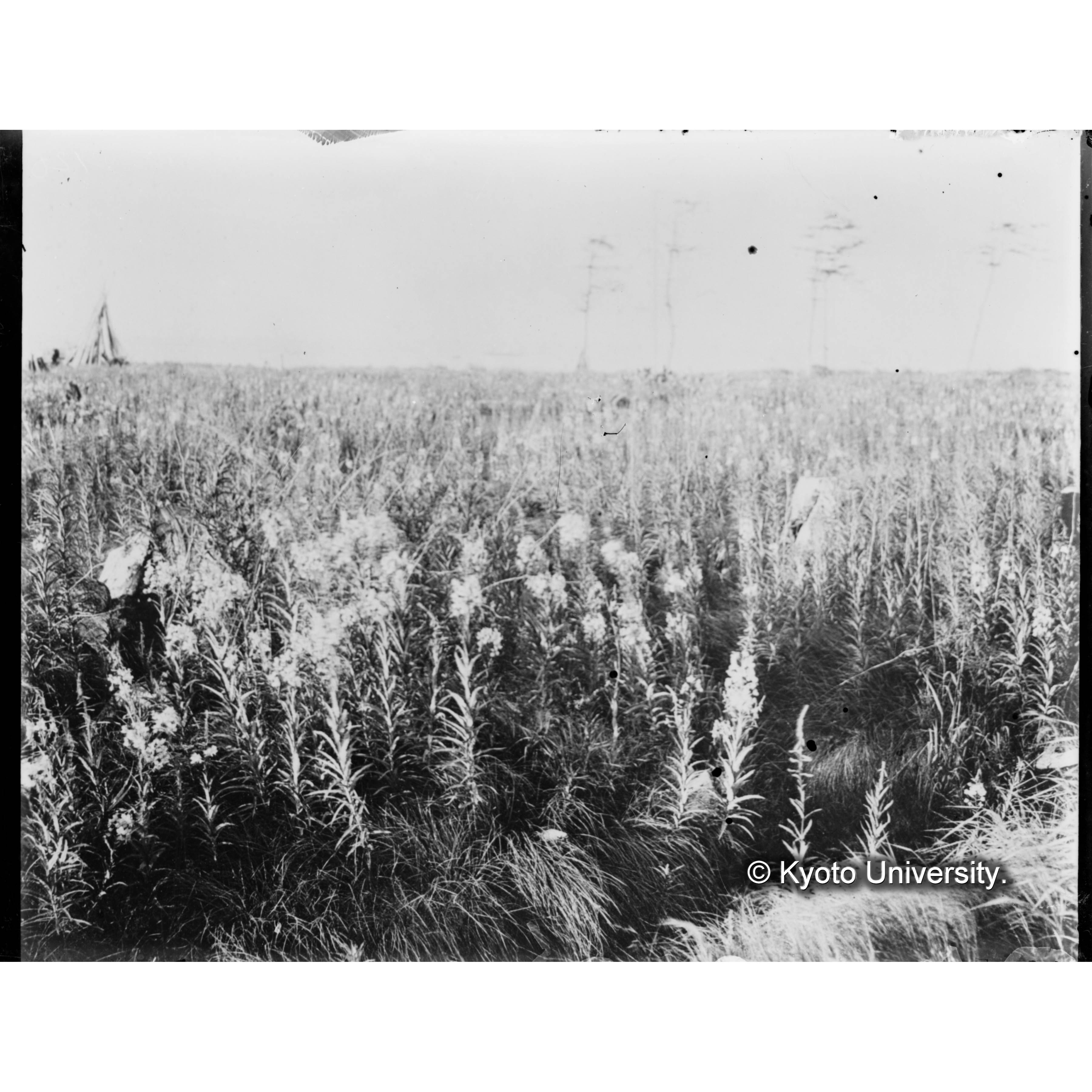 海岸台地グイマツ林伐採跡地のヤナギランの群落 (1)