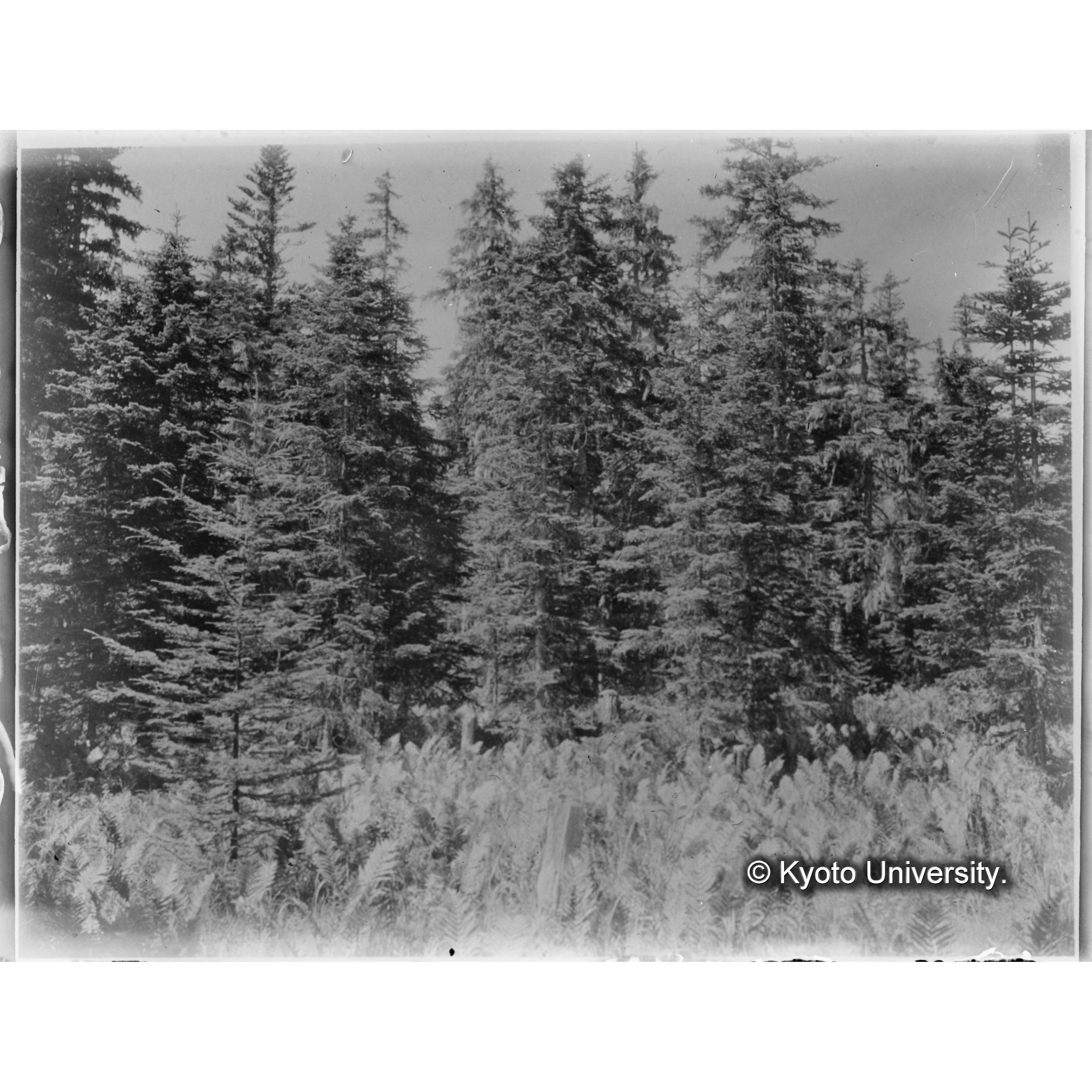 楠山電線路附近のグイマツとエゾマツ、トドマツ混交林 (1)