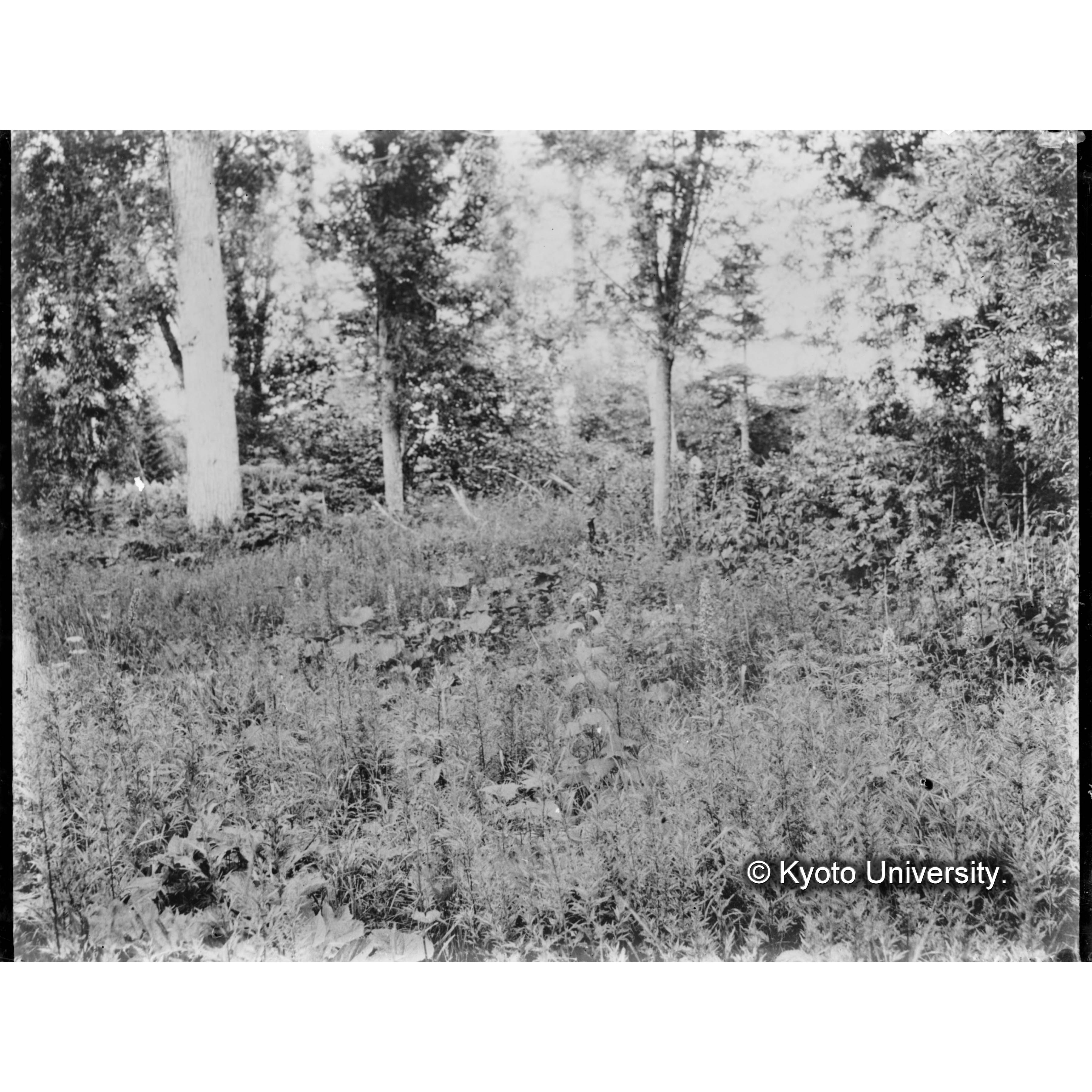 楠山古丹岸河岸の草原と闊葉樹林 (1)