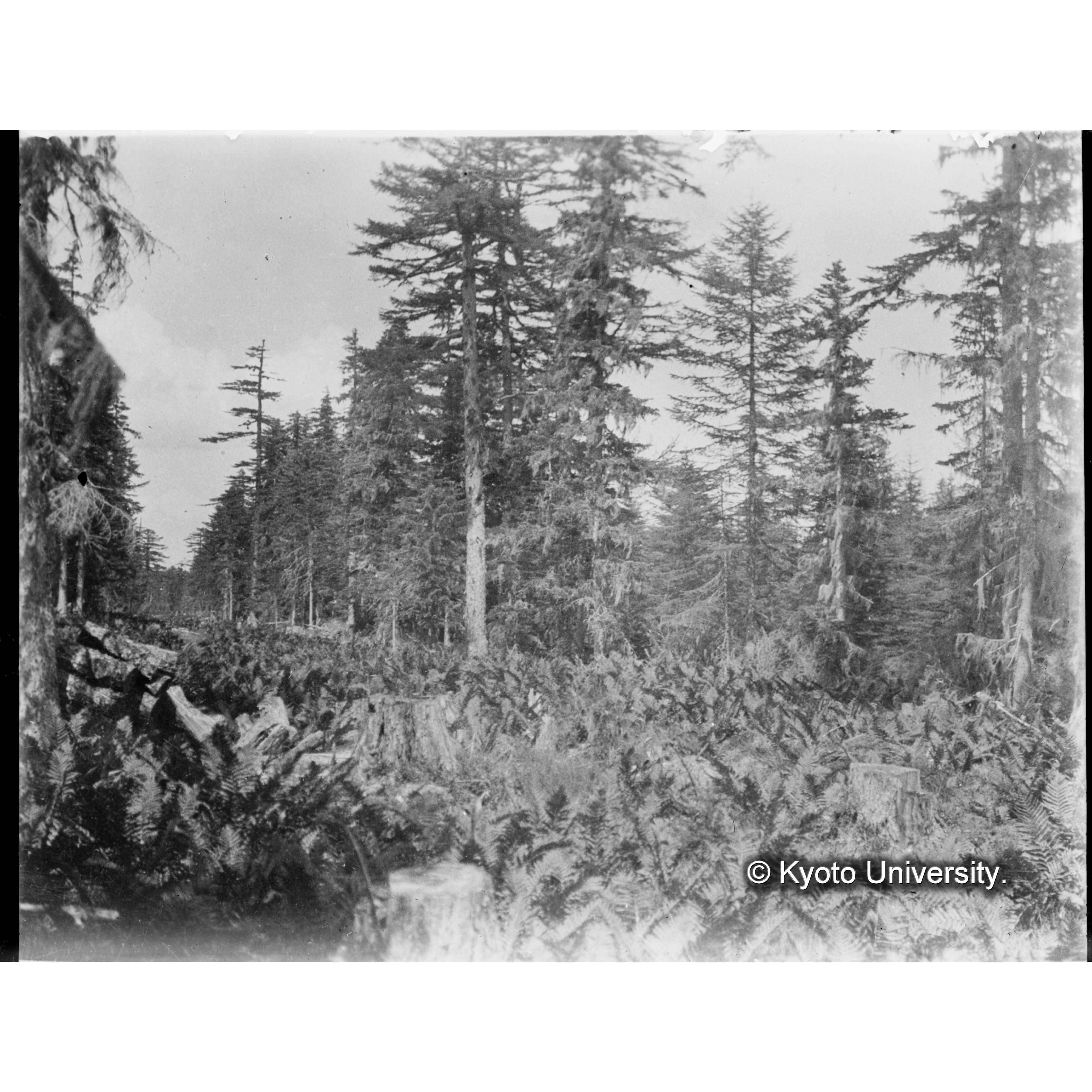 楠山境界附近のグイマツ林 (1)