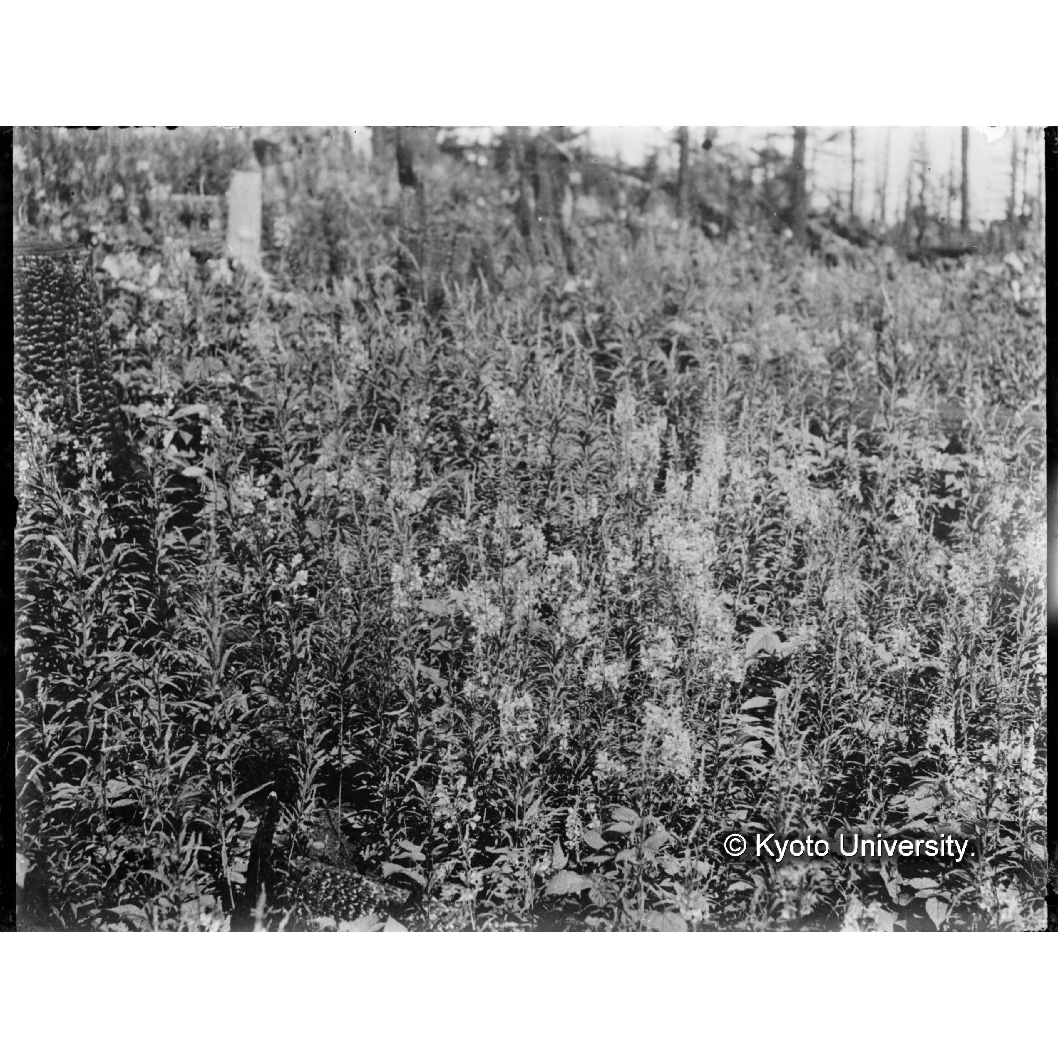 燒干山山火跡地ヤナギラン、エゾイチゴの群落 (1)