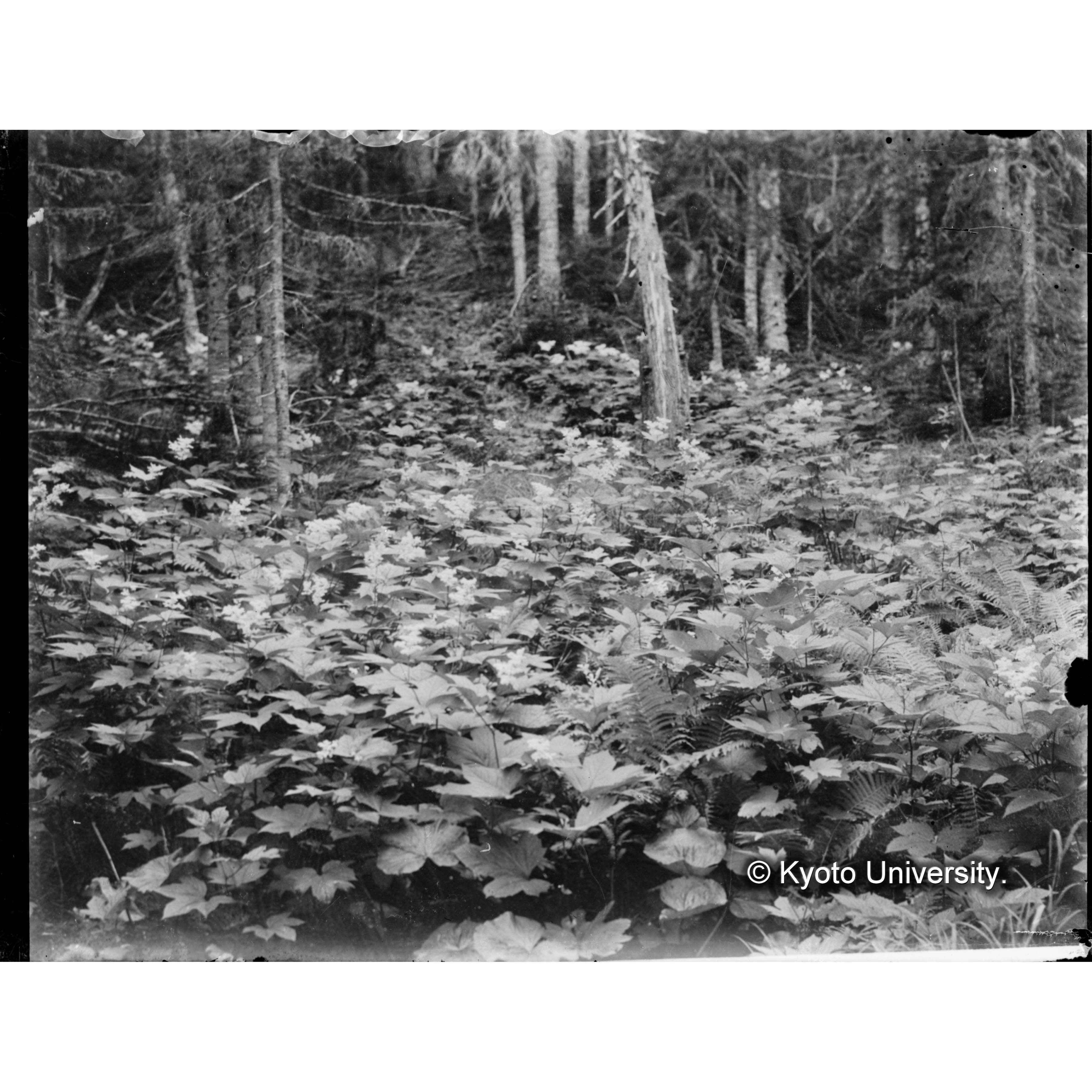 林内の小溪を埋むる「オニシモツケ」 (1)