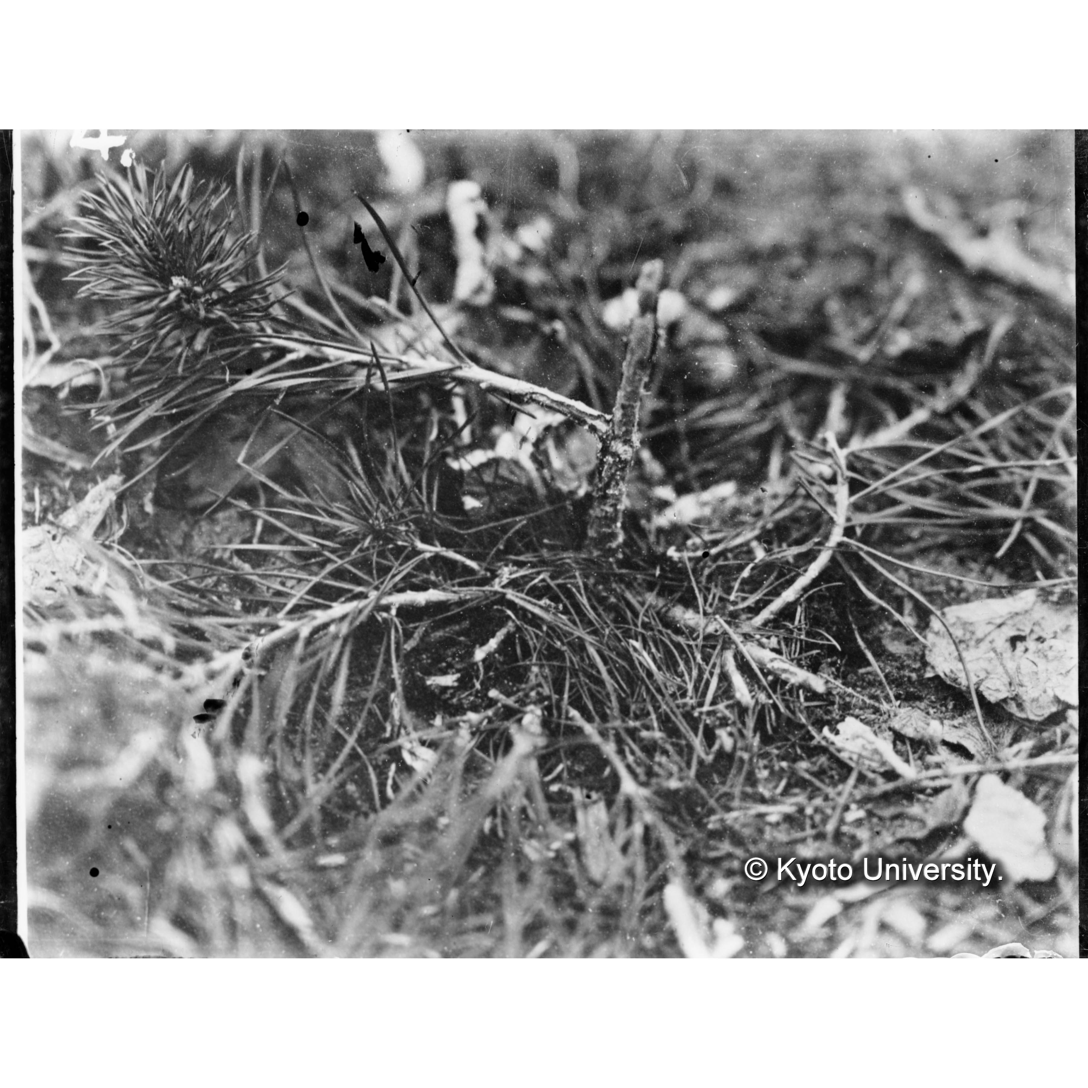 （ガラス乾板樺太5-13） (1)