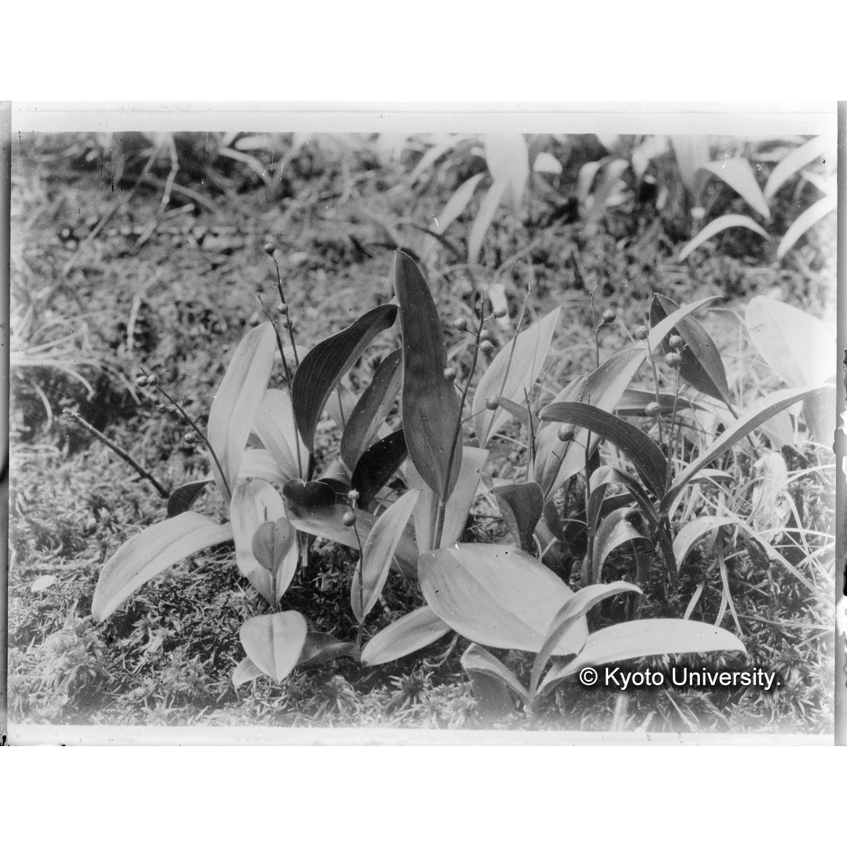 ミヅゴケの間に立つトナカイソウ (1)