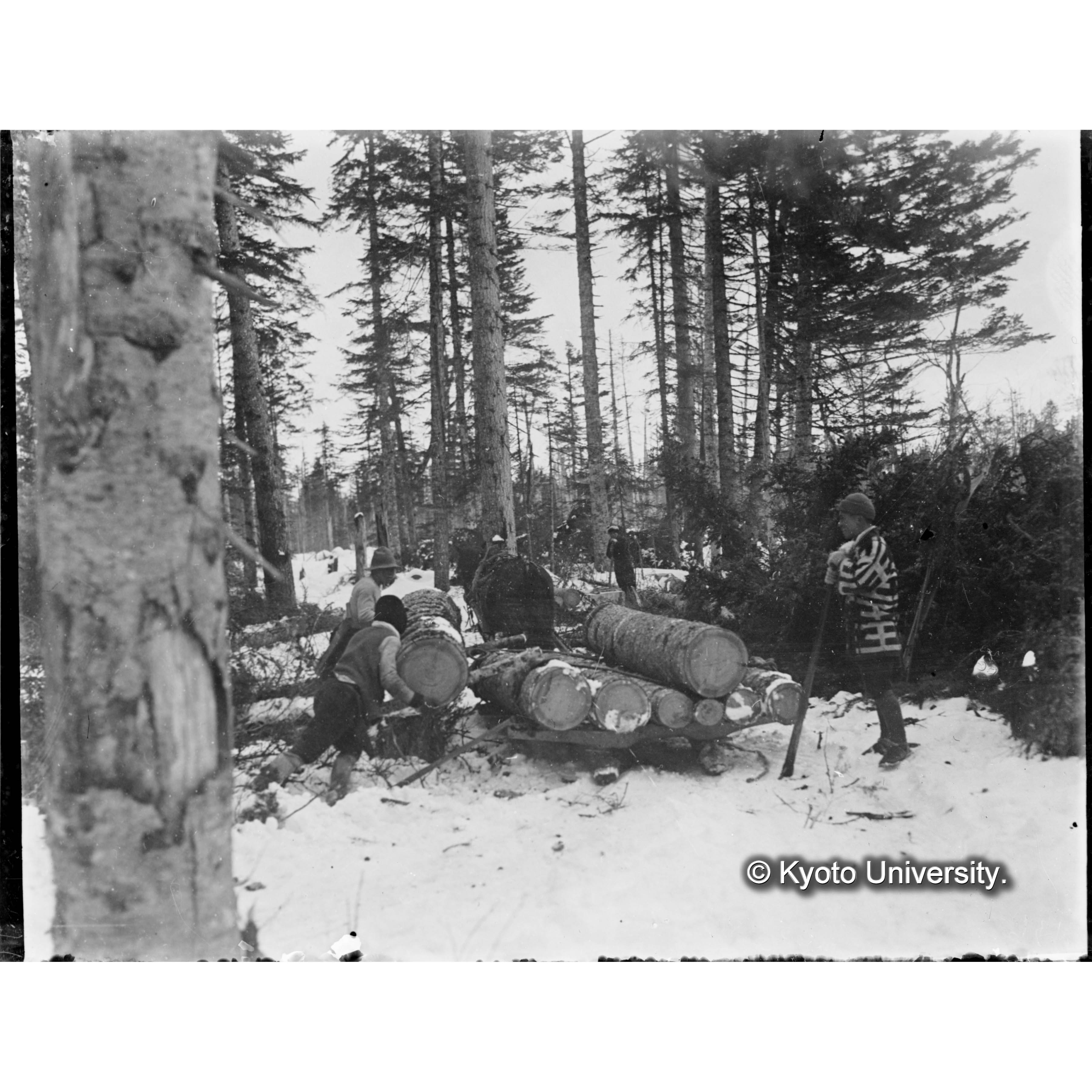 〔昭和四年度伐採跡地(上楠山造材小屋附近)における雪上の馬搬〕 (1)