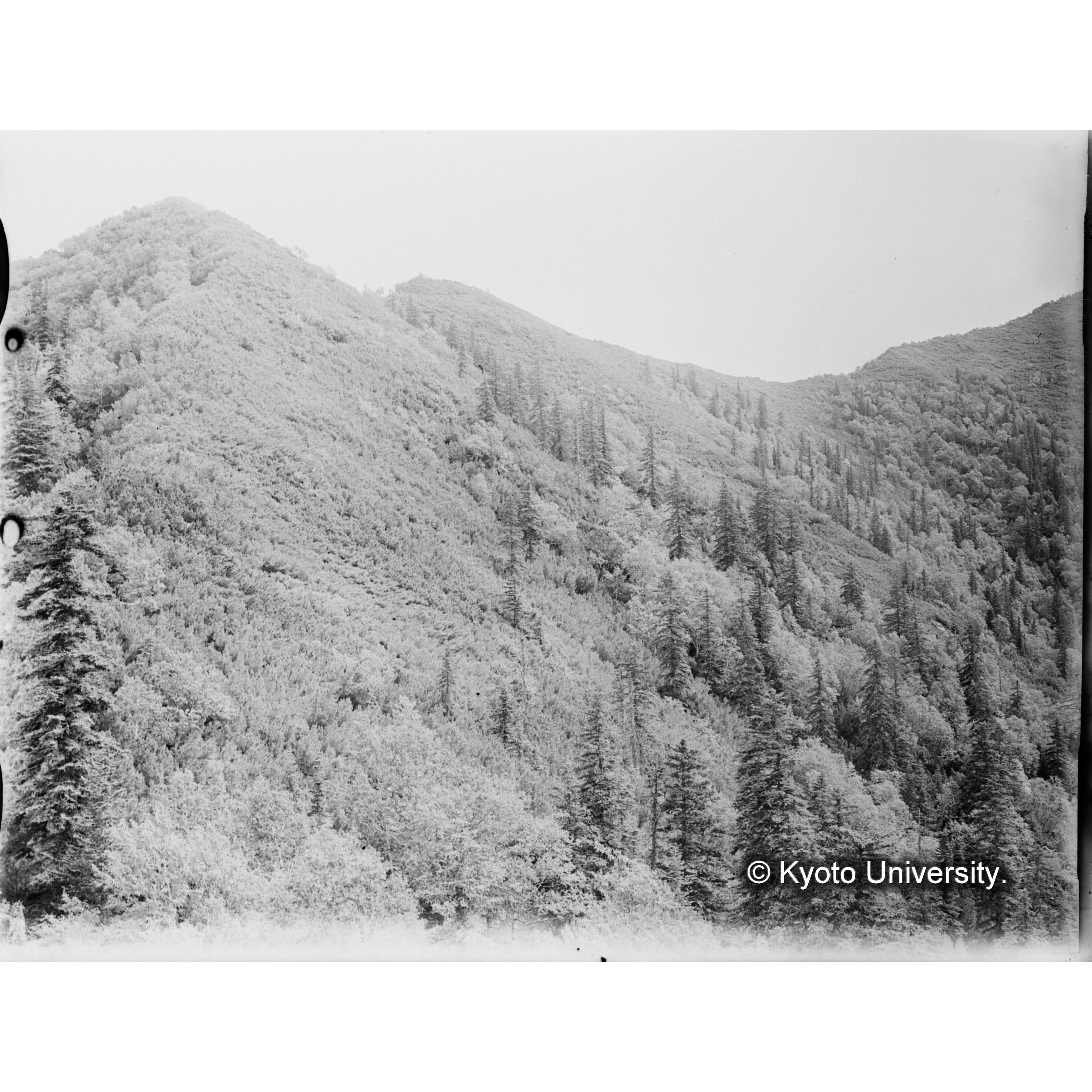 千輪山頂附近（海抜髙約900m）西北面　ハイマツ林帶にエゾマツ、トドマツ、ソウシカンバ散生 (1)