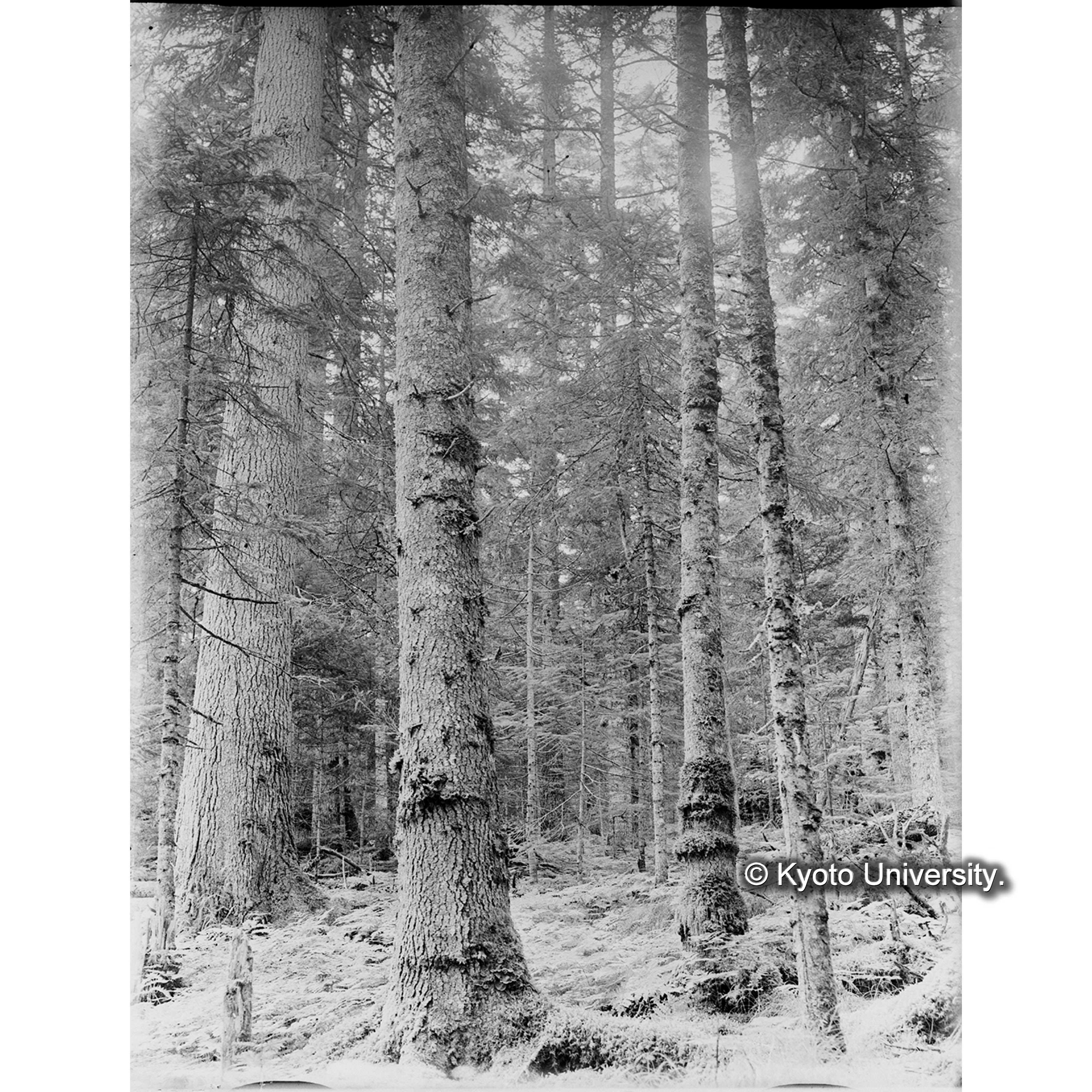 エゾマツ、トドマツ混交天然林 (1)