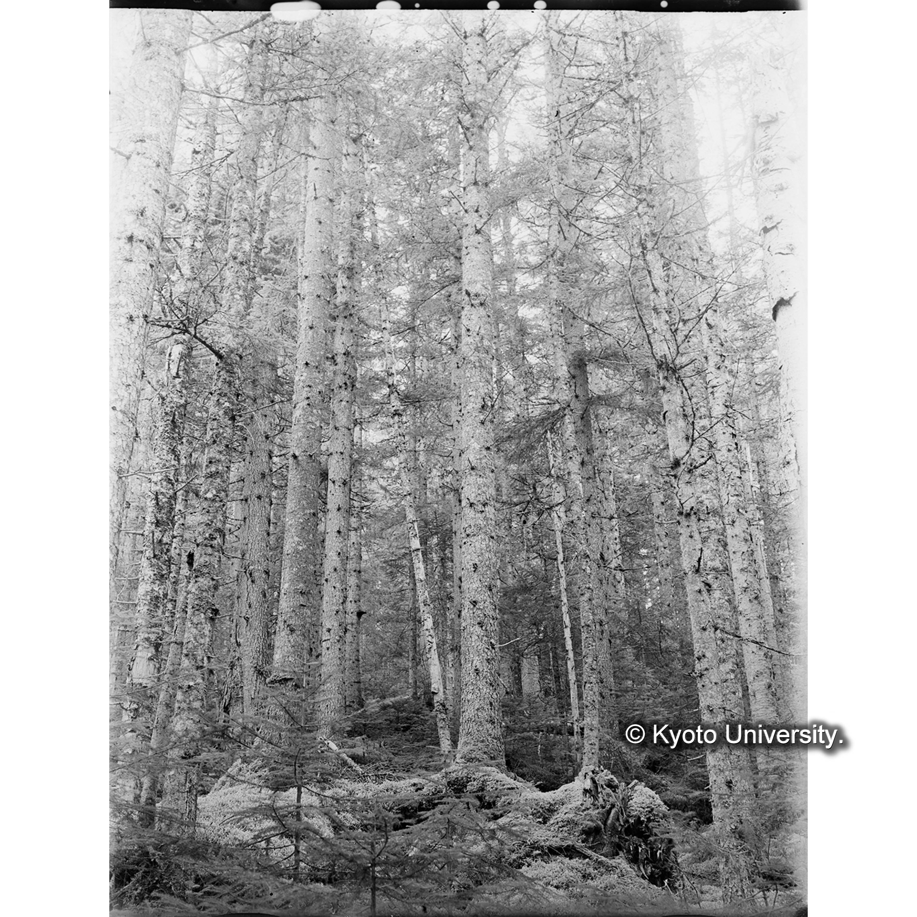 エゾマツ、トドマツ混交天然林 (1)