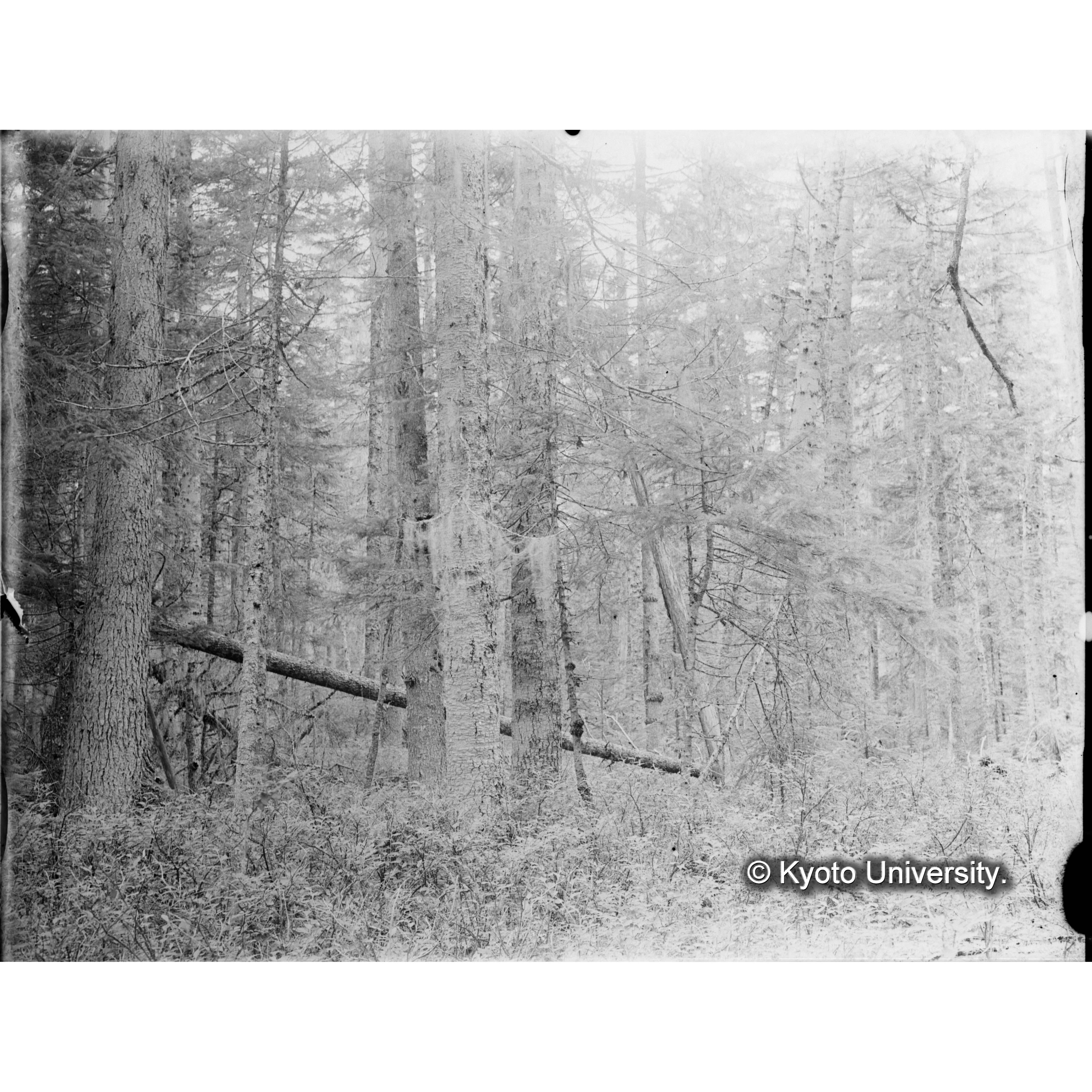 エゾマツ、トドマツ混交天然林 (1)