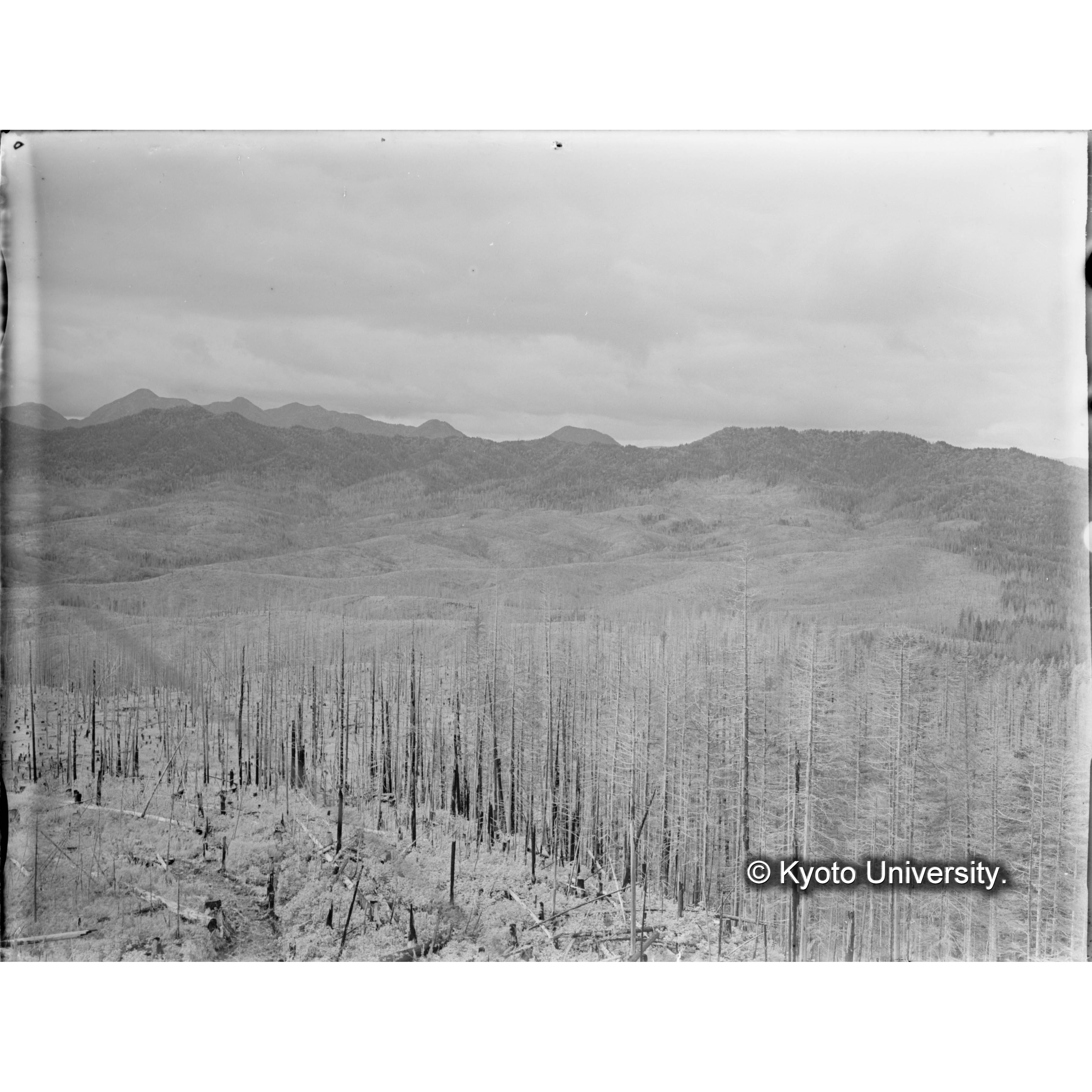 見晴望楼上より藤本川流域、焼跡地及び天然林を望む (1)