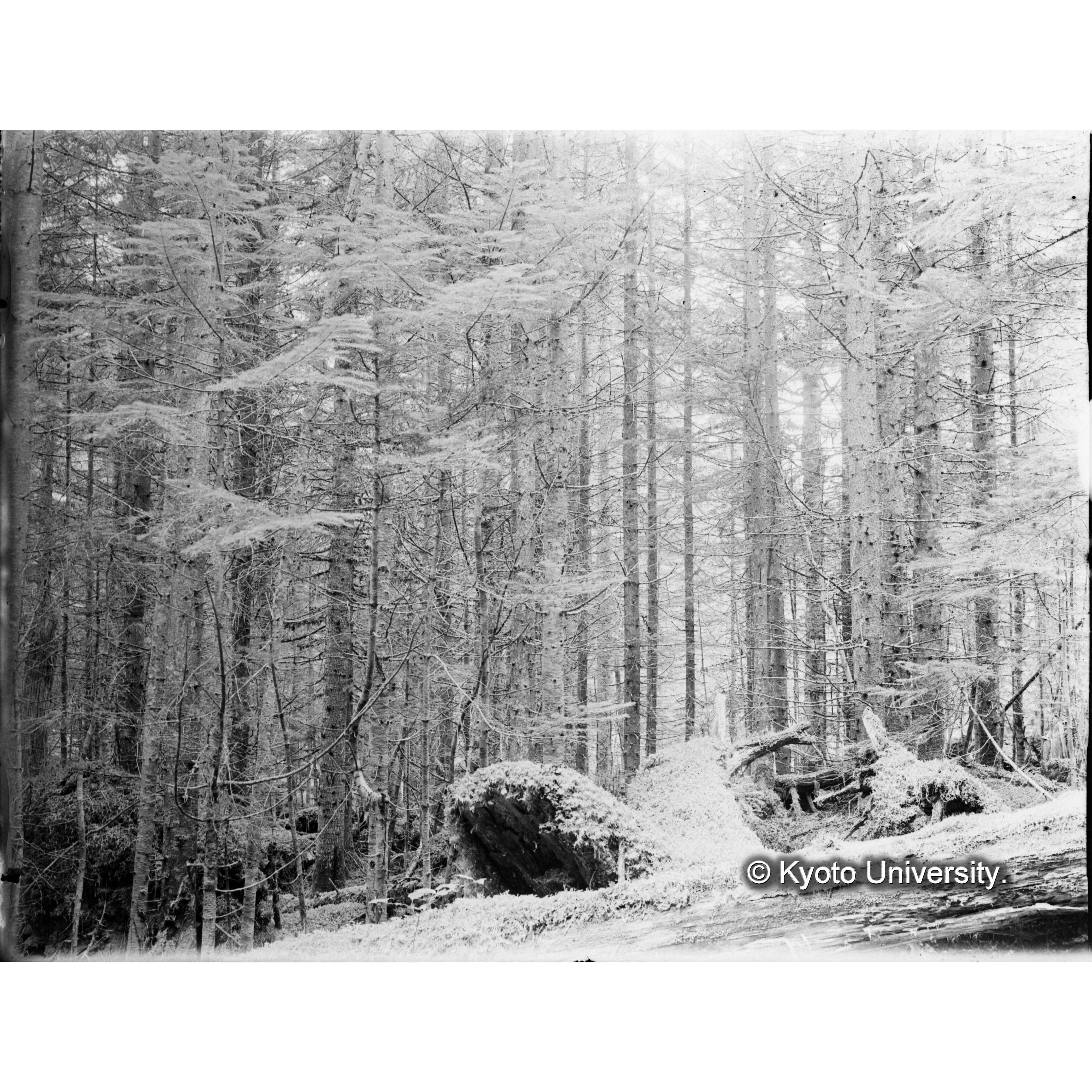 エゾマツ、トドマツ混交天然林 (1)