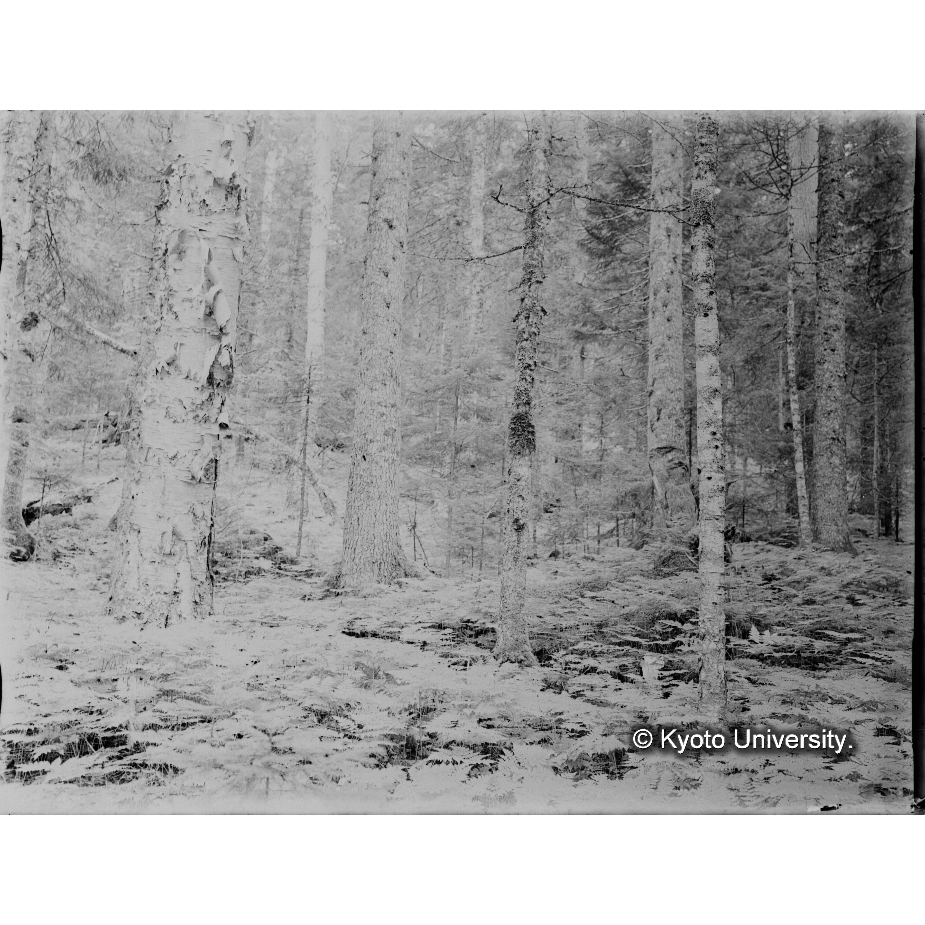 エゾマツ、トドマツ、ソウシカンバ混交天然林 (1)