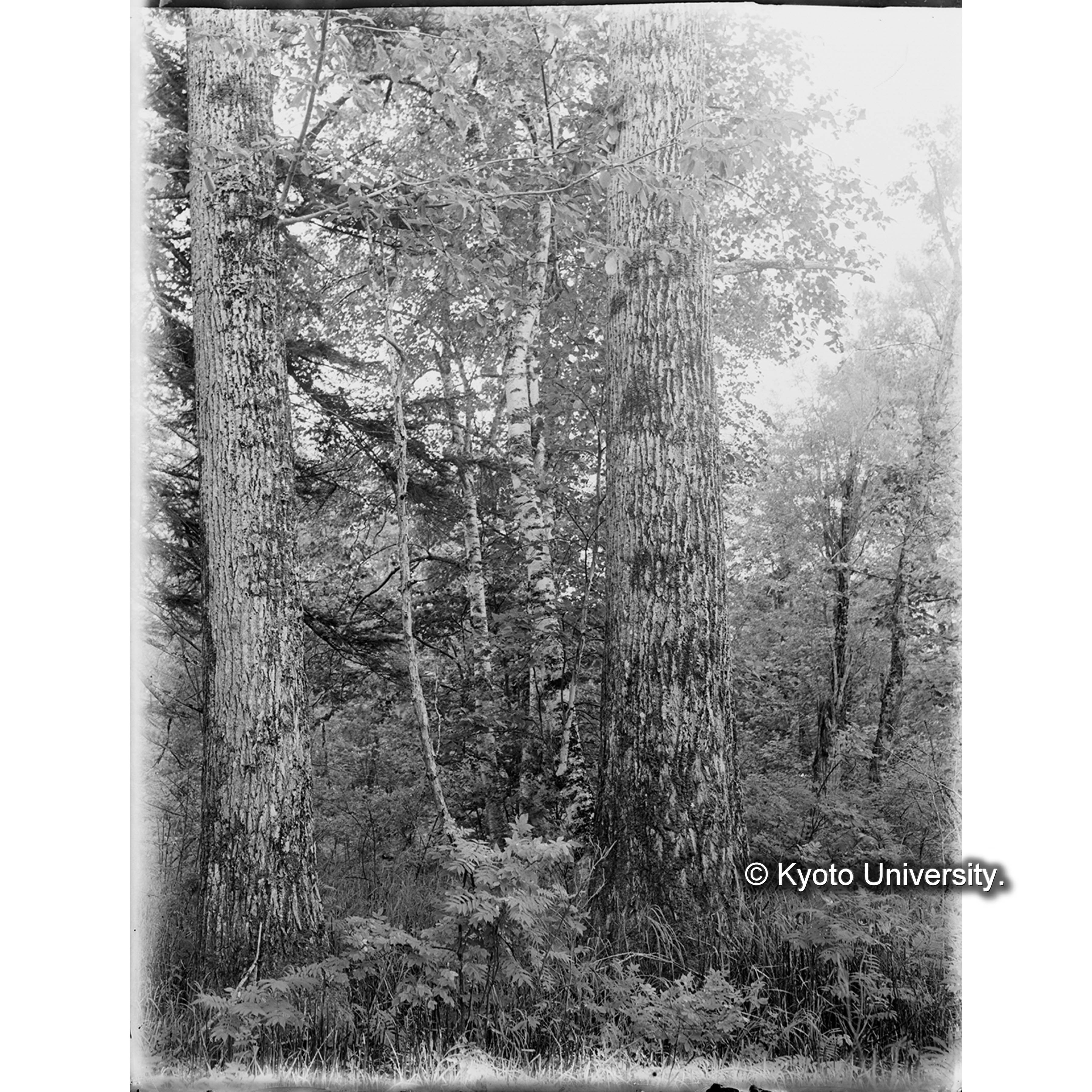 亜屯川岸・下流の ドロヤナギ林 (1)