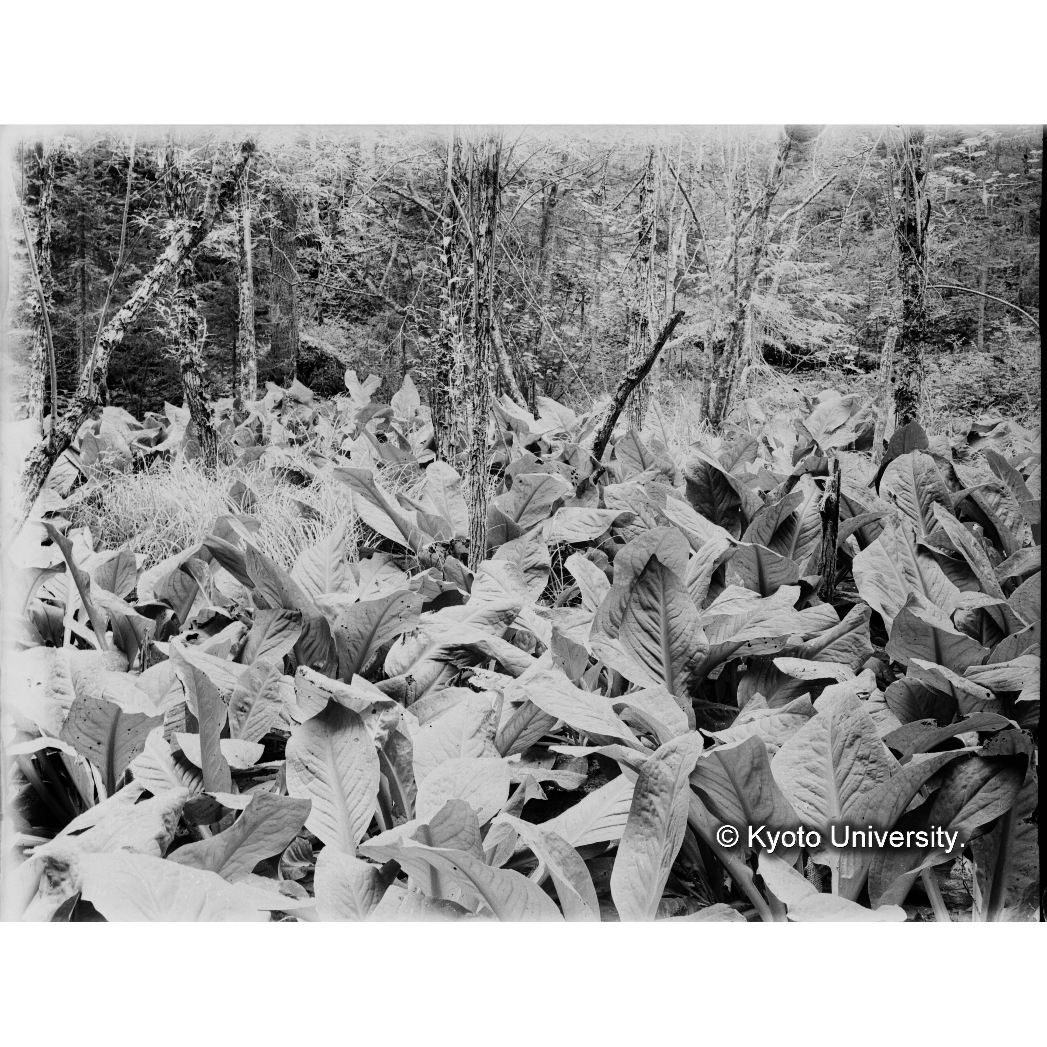 ミズバショウ群落 (1)