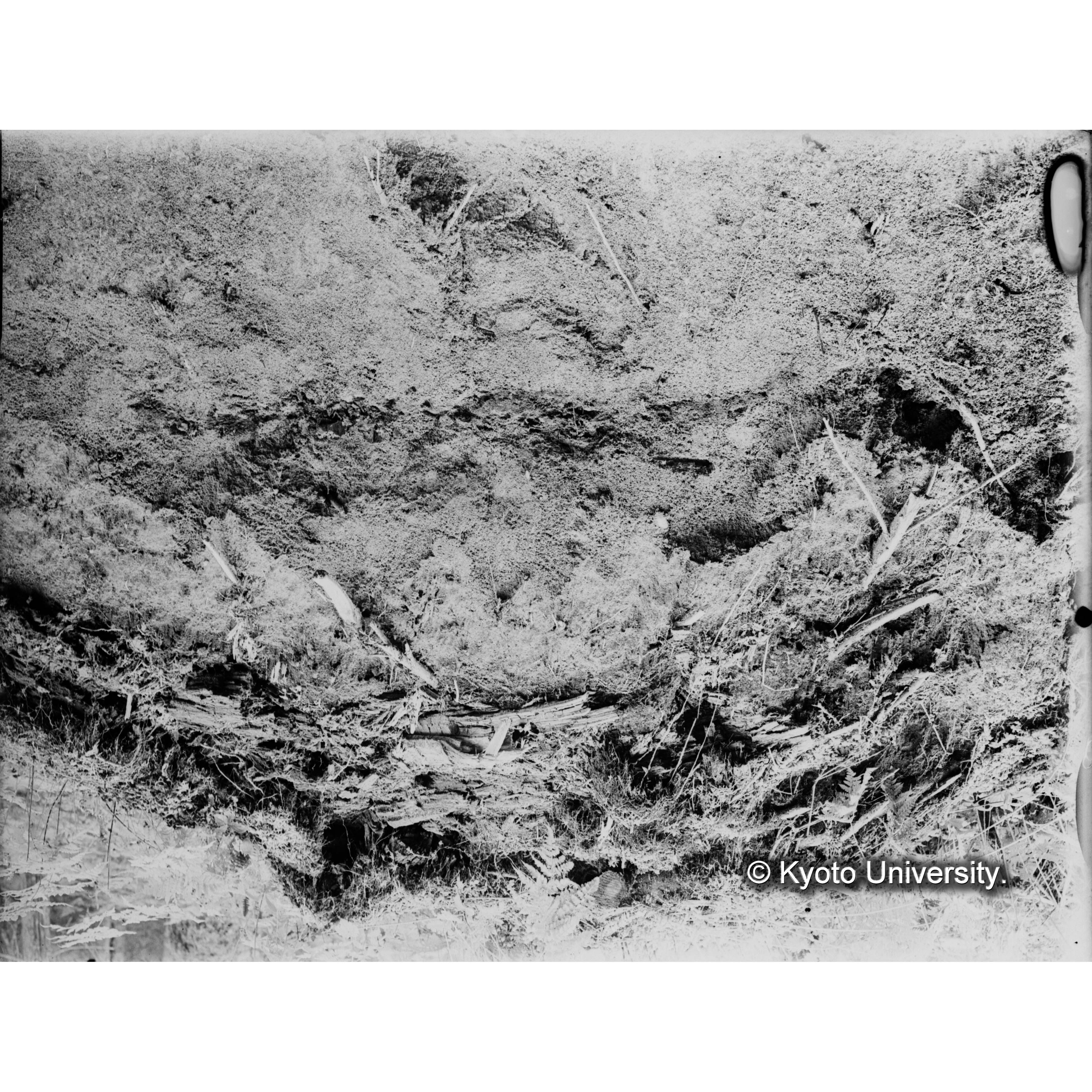 エゾマツ、トドマツ混交天然林の表土層下の木炭粉層 (1)