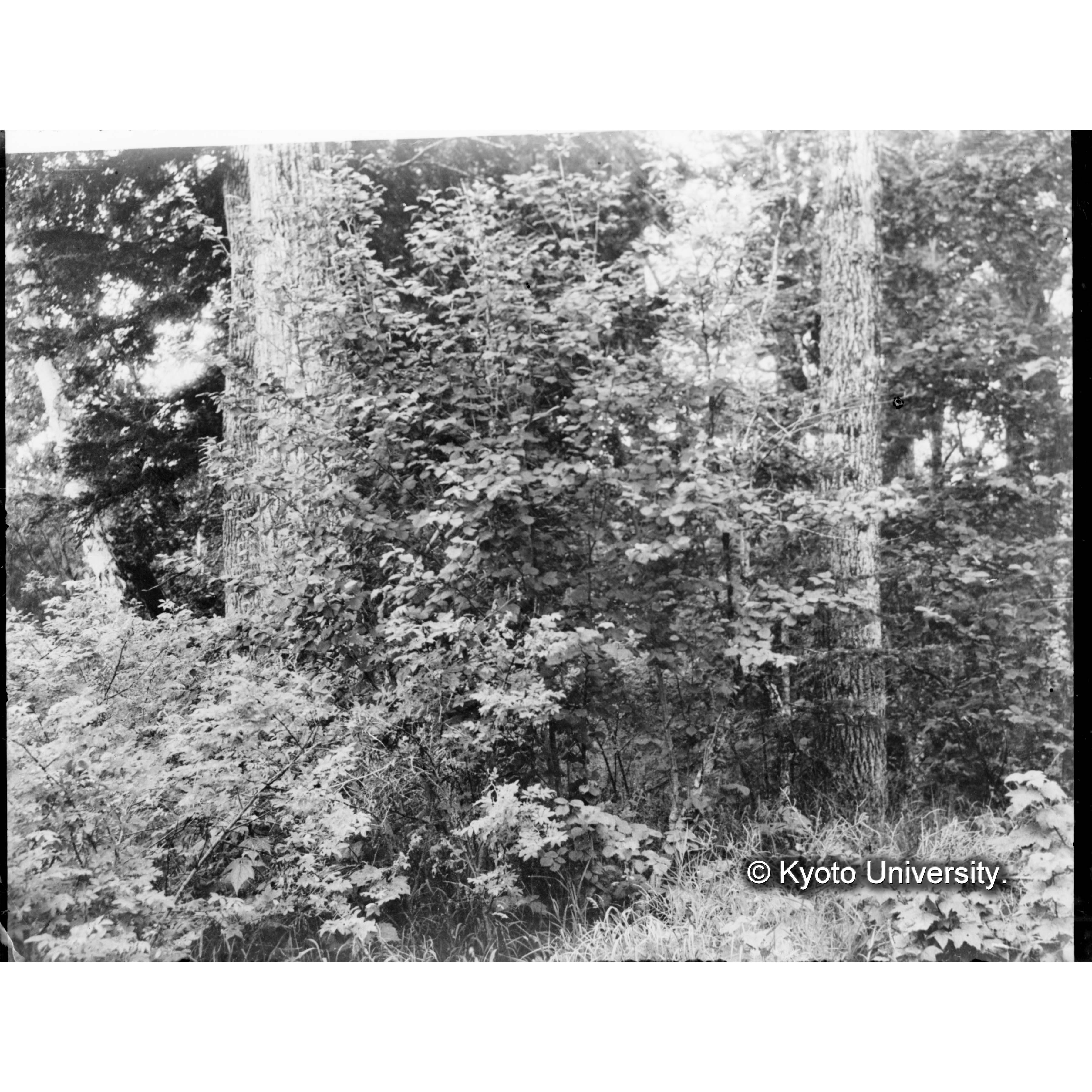 （ガラス乾板樺太10-01） (1)