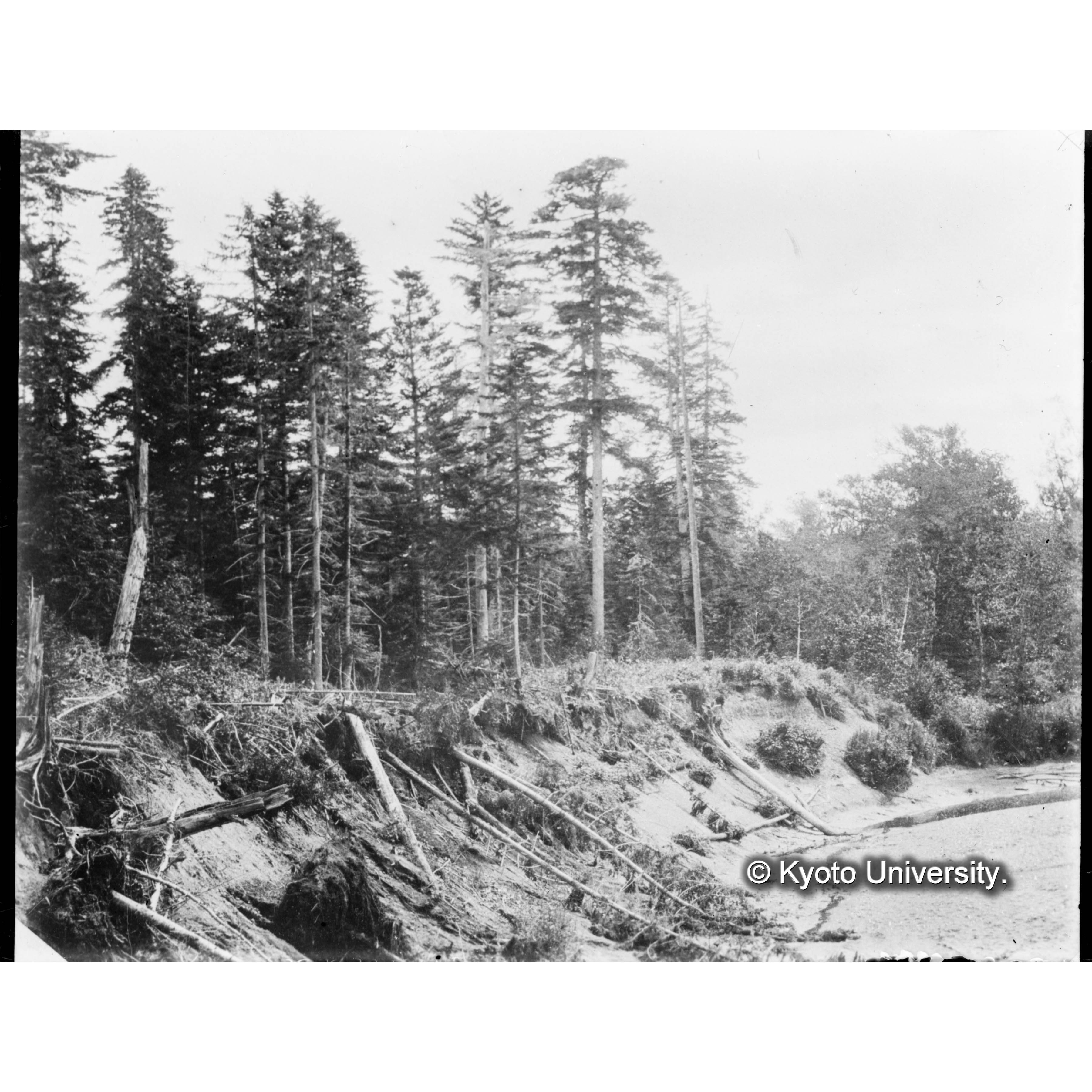 河岸に迫る洪積地の針葉樹林と沖積地の闊葉樹林 (1)