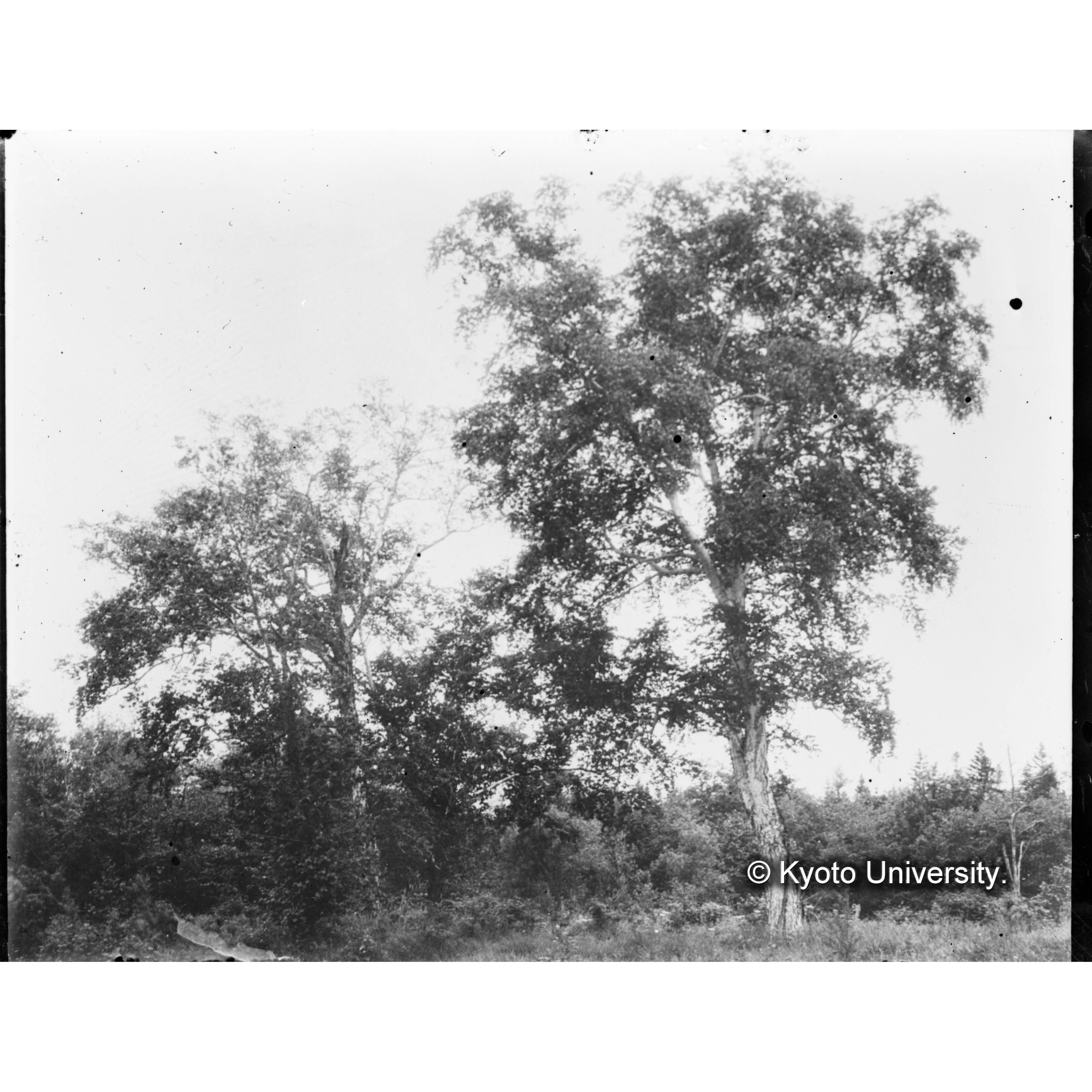 （ガラス乾板樺太10-03） (1)