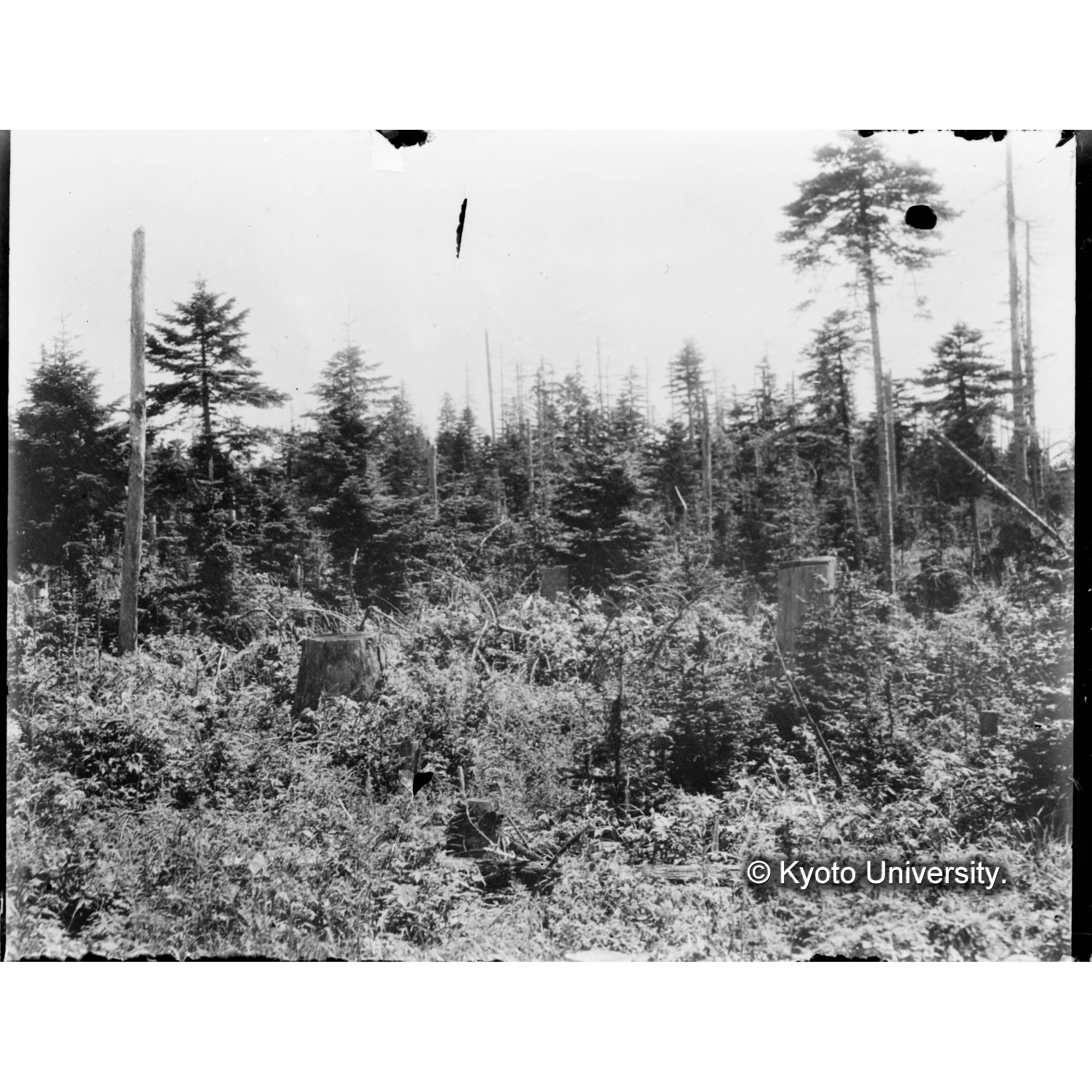 （ガラス乾板樺太10-04） (1)