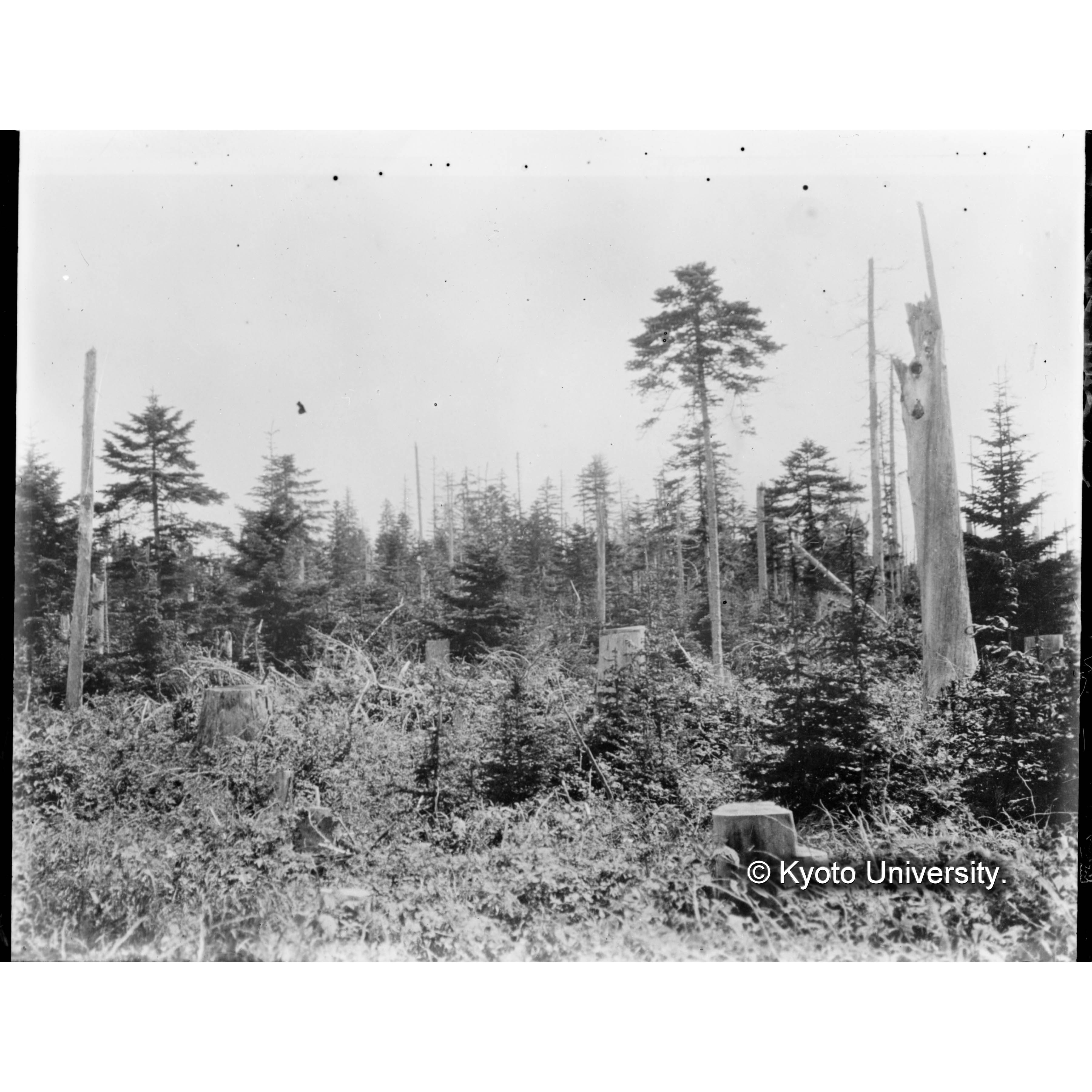 大正七年度伐採跡地に立つエゾマツ、トドマツ (1)