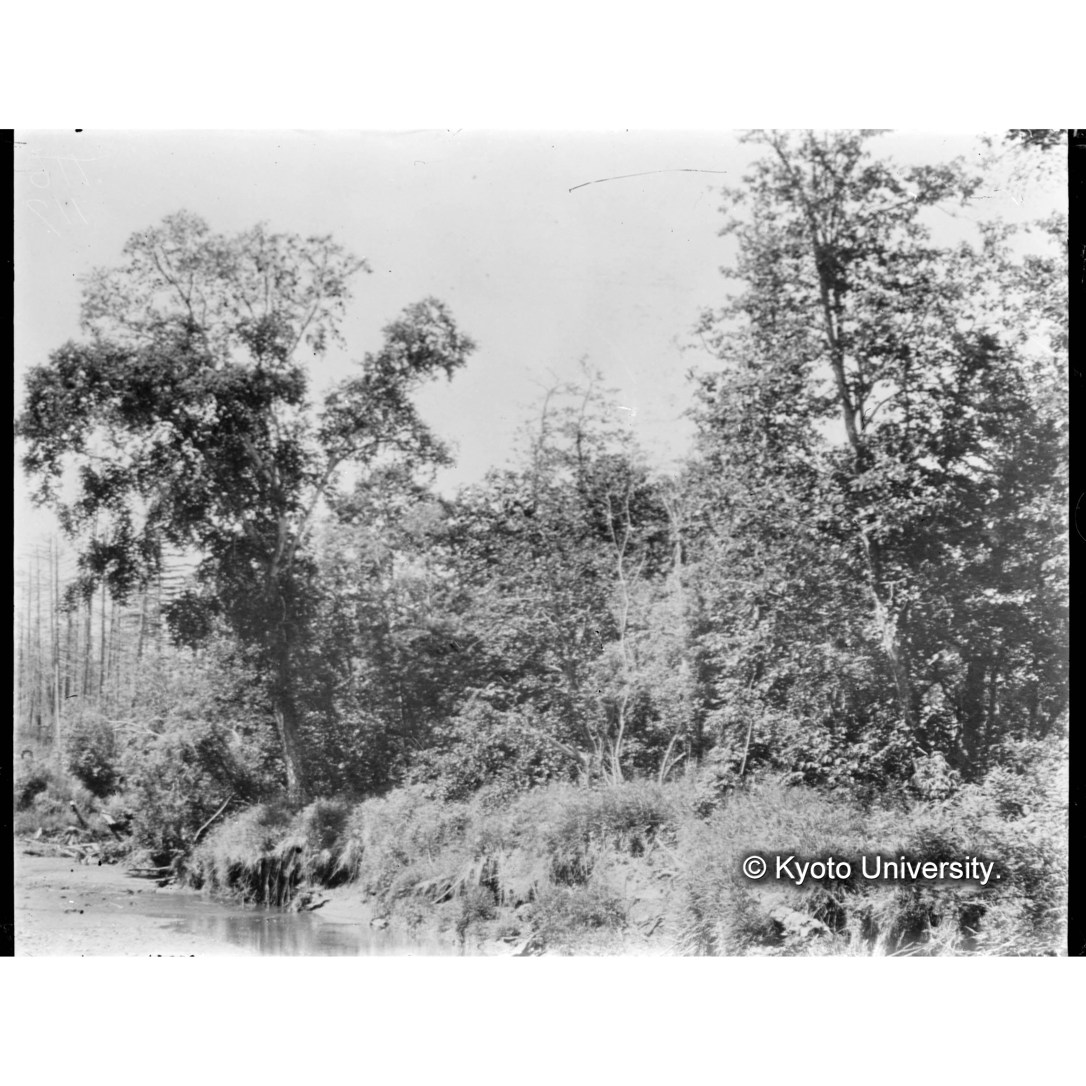 ケヤマハンノキ林とソウシカンバの巨樹（藤本川左岸） (1)