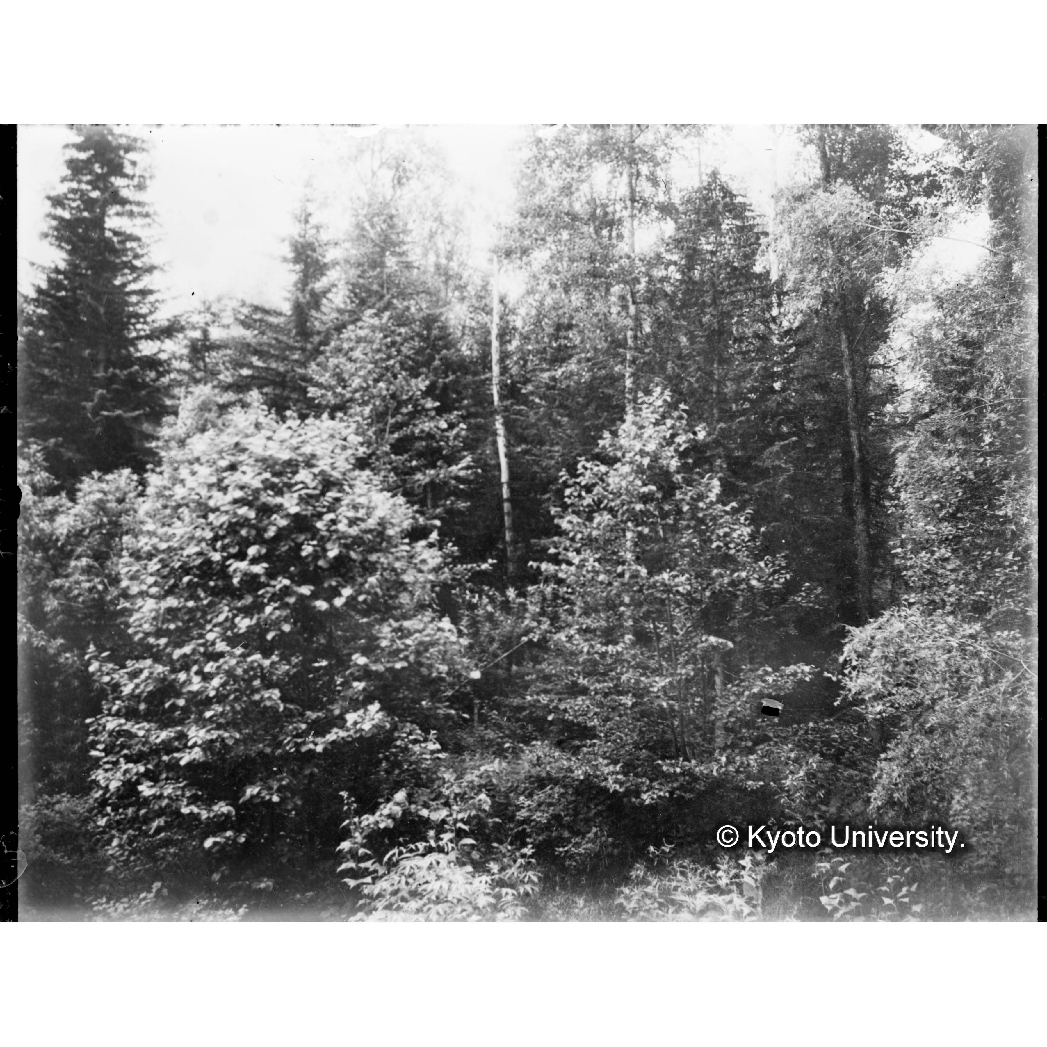 （ガラス乾板樺太10-08） (1)