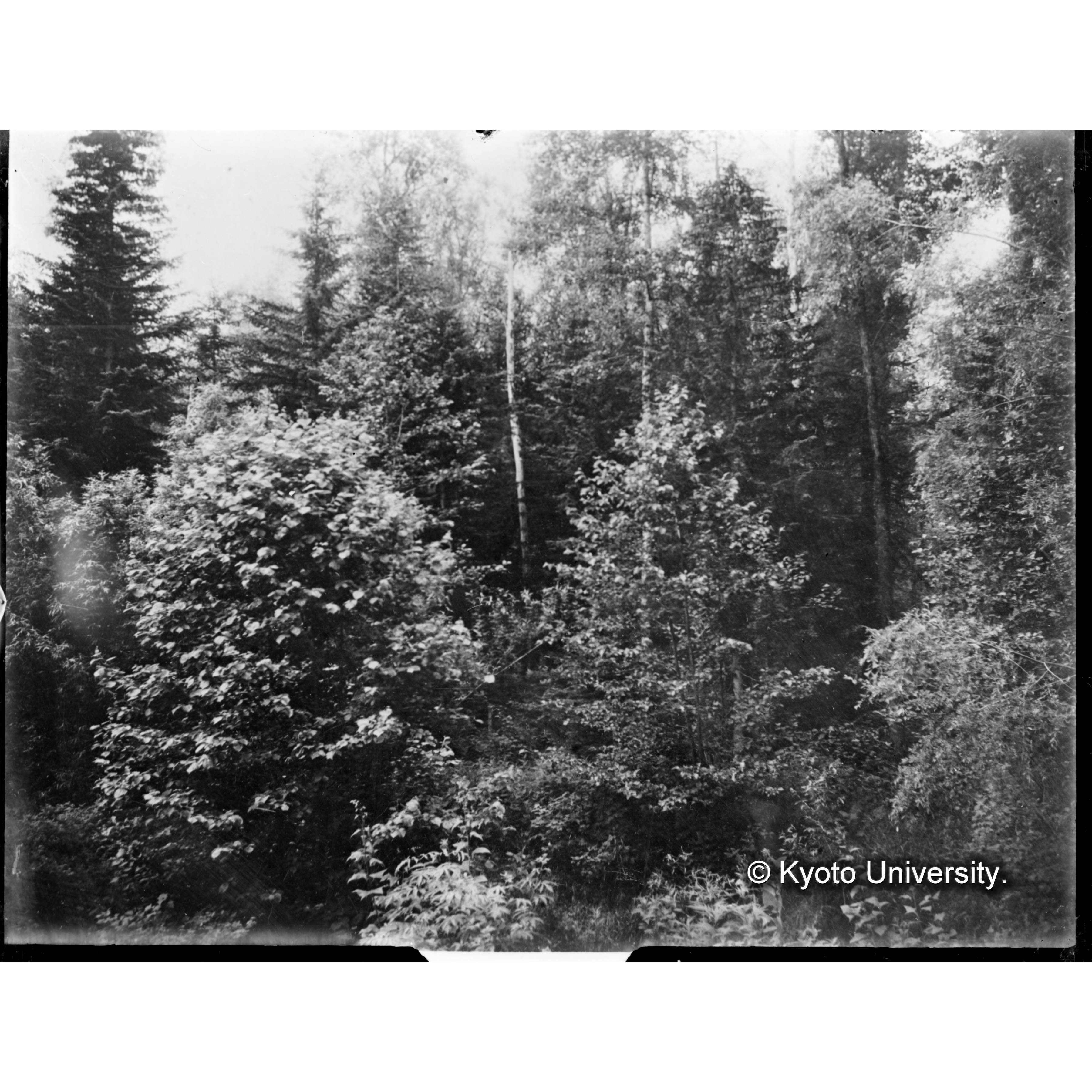 六軒家沖積地ヤナギの枯死とエゾマツの侵入 (1)