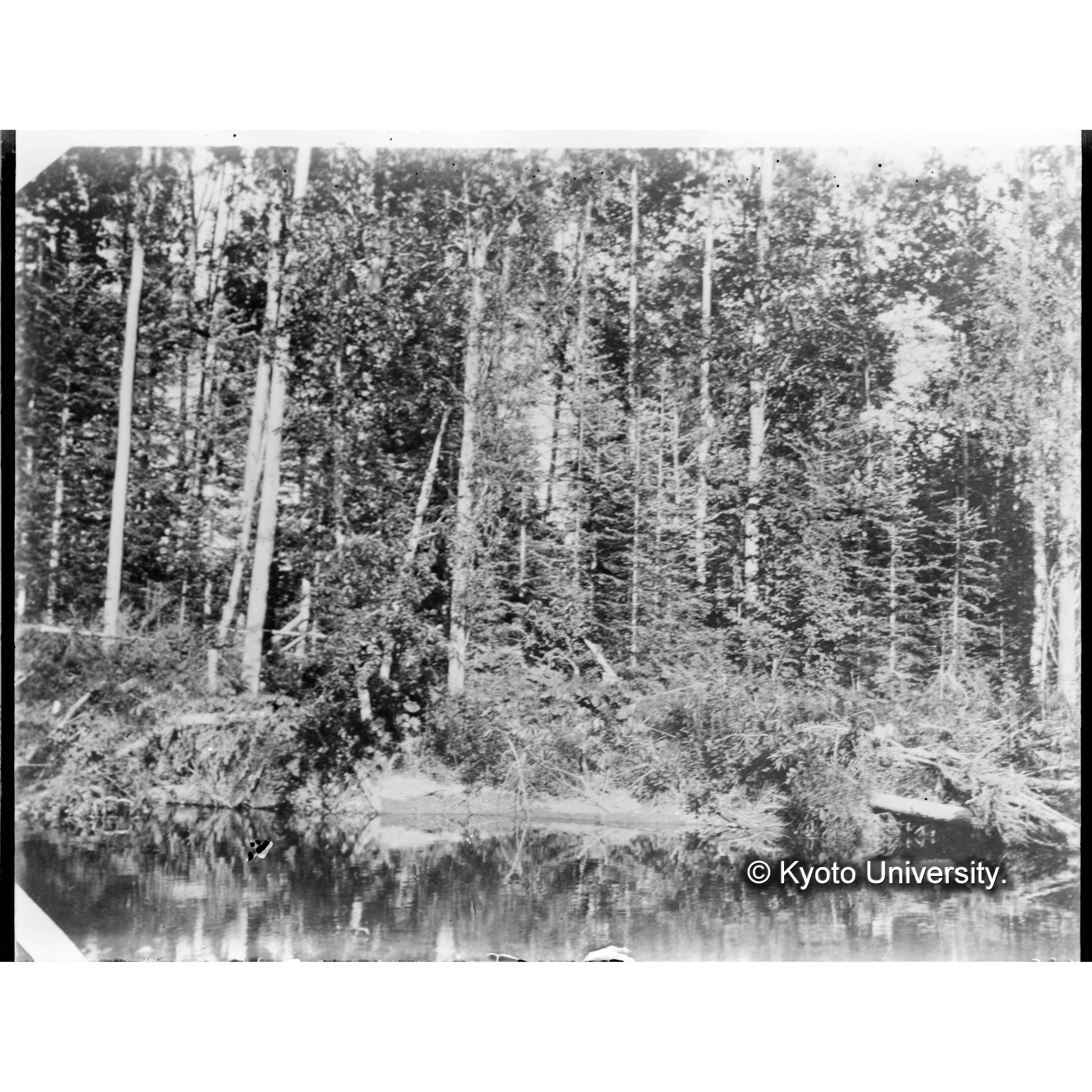 楠山古丹岸川畔ヤナギ林にエゾマツの混入 (1)