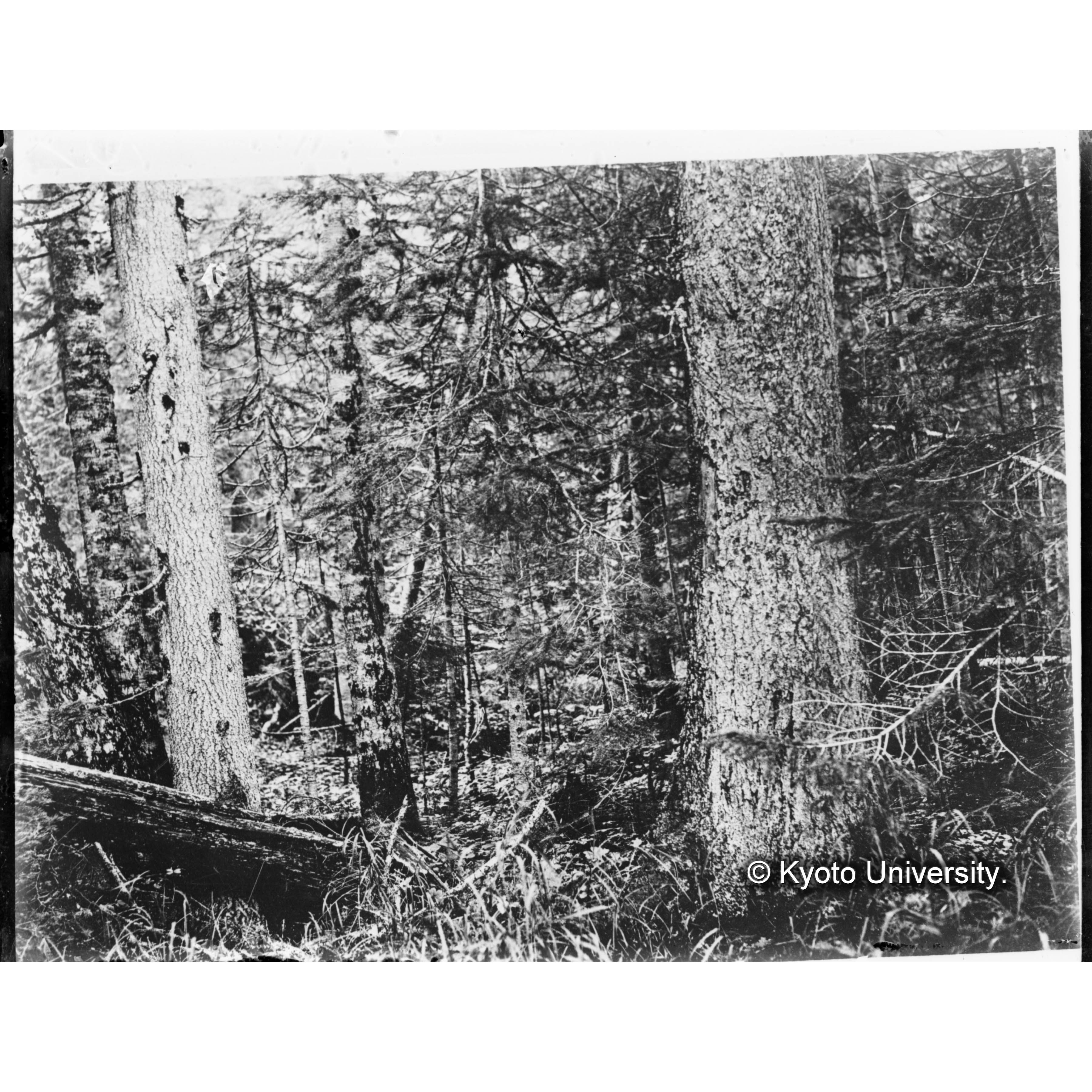 楠澤上流のエゾマツ、トドマツ混交林 (1)