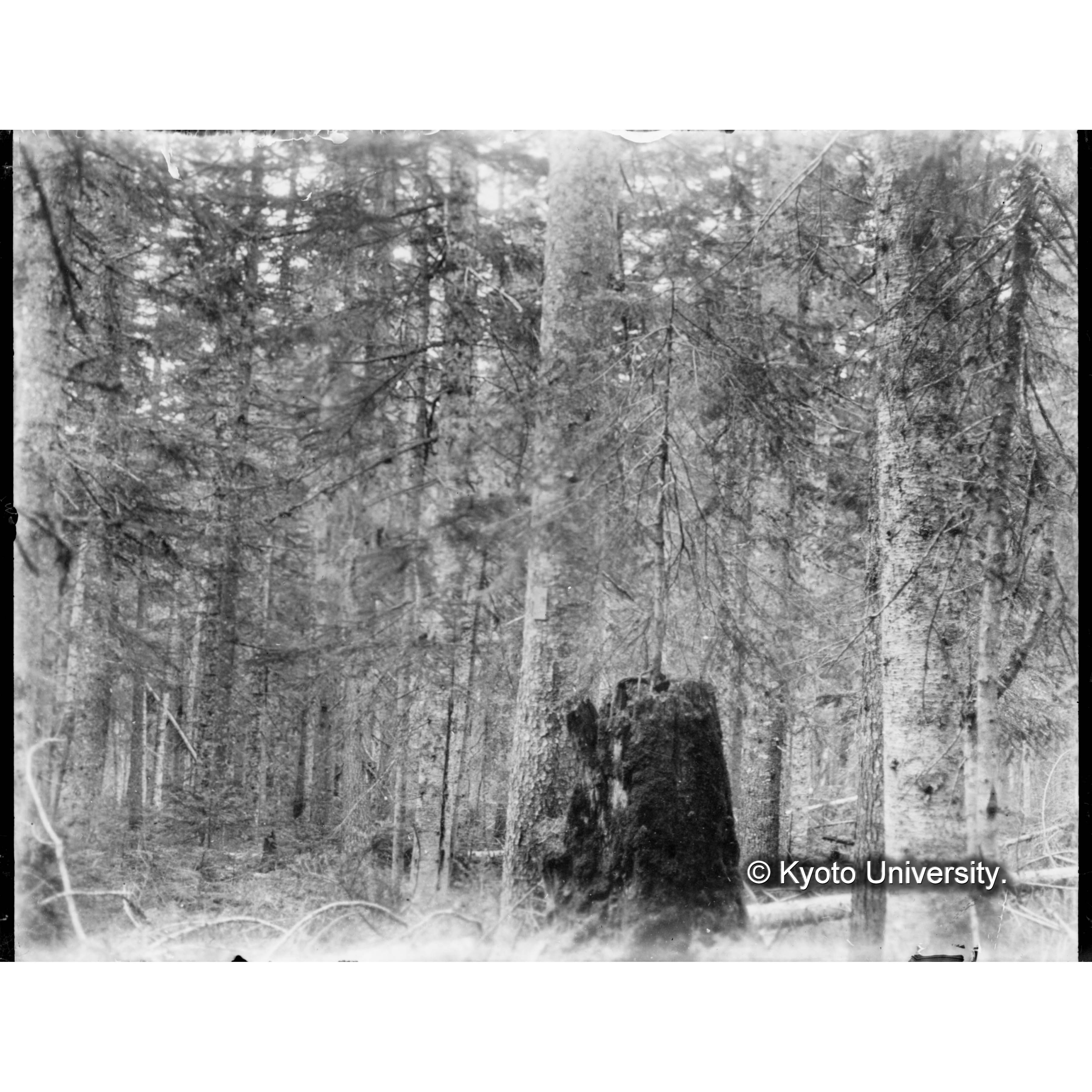 根株の上に成長するエゾマツ (1)