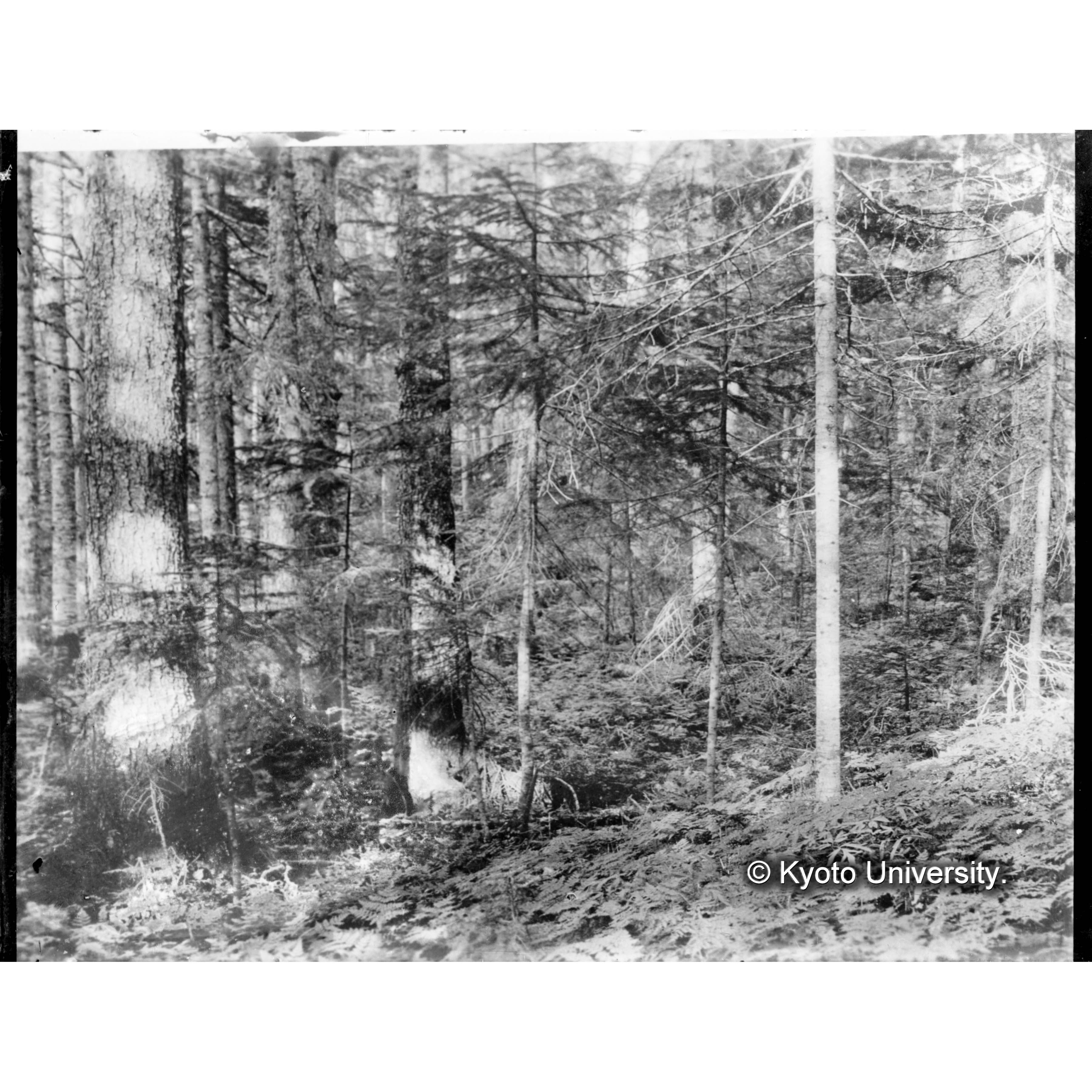 エゾマツの老木の間に立つトドマツの稚樹 (1)