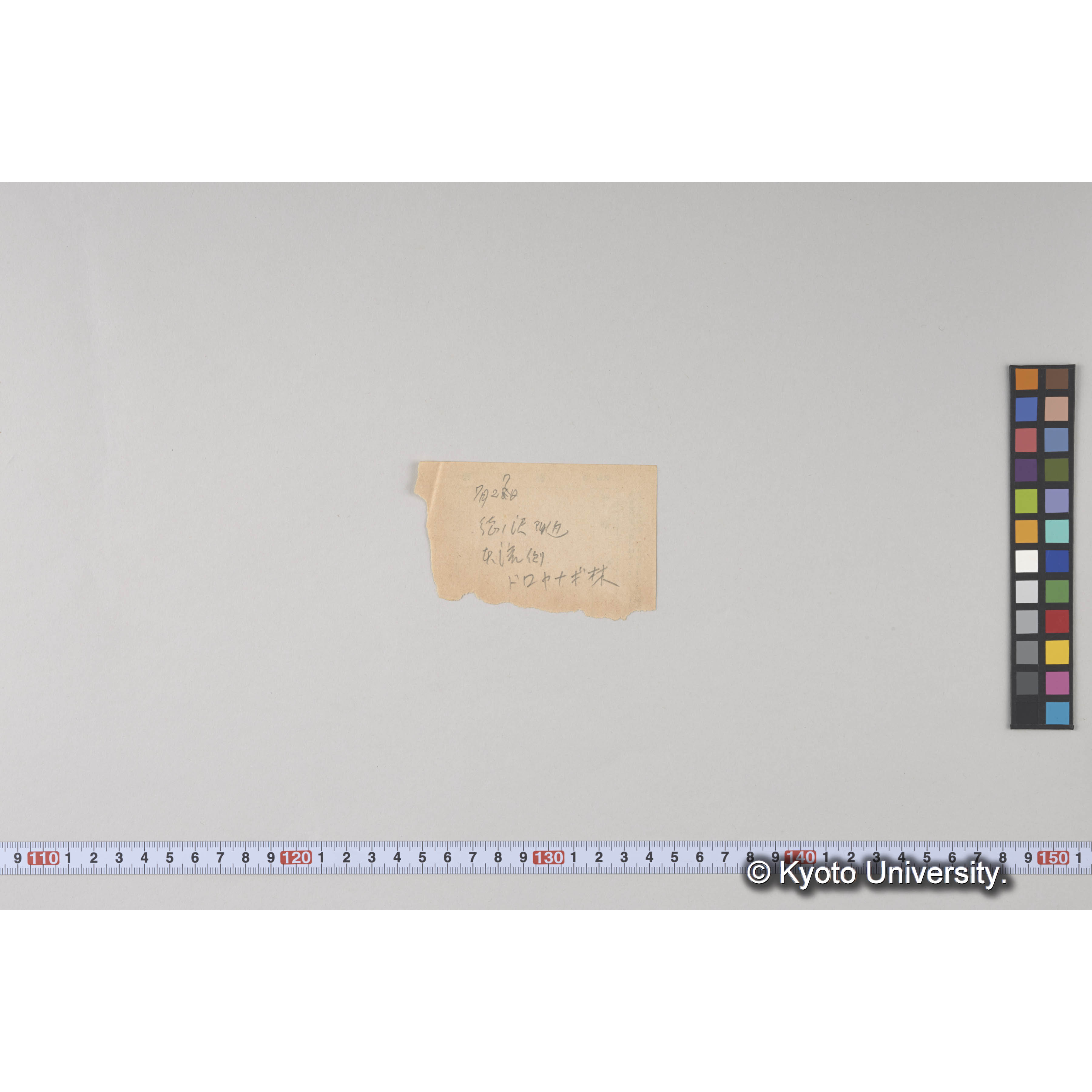 えぞまつ、とどまつ混交天然林 (2)