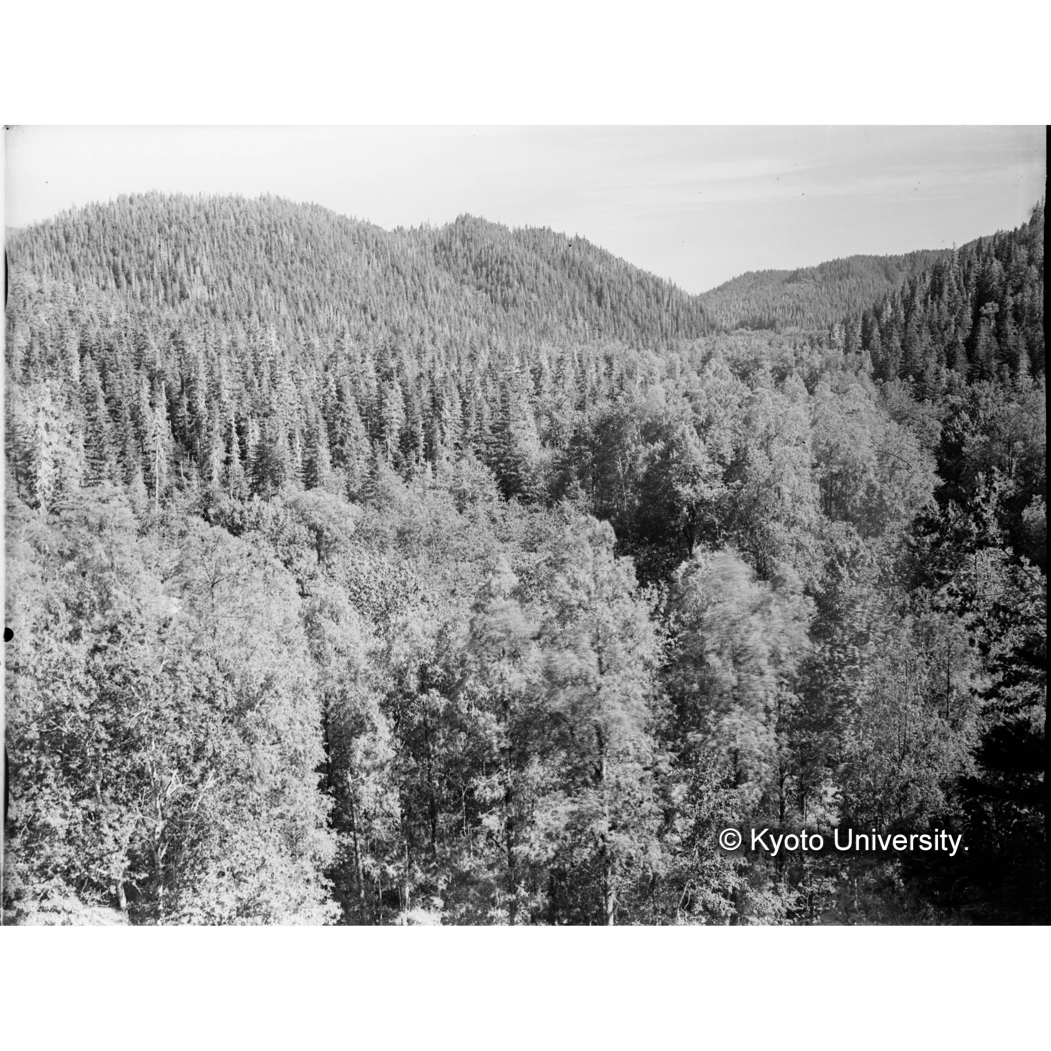 古丹岸団地 德ノ沢前、崖地より南方きばらり川両岸の闊葉樹林を望む (1)