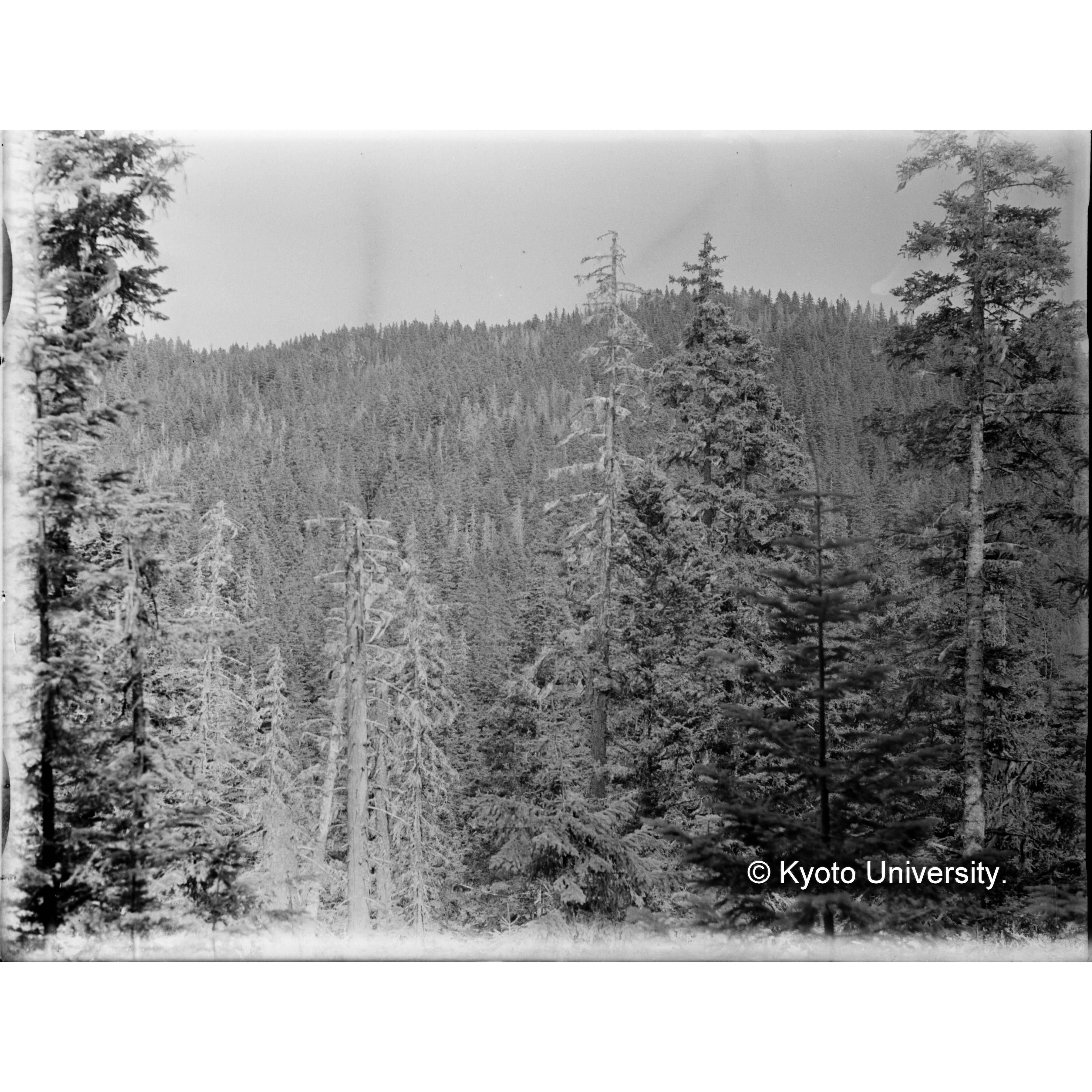 鴨ノ沢、上流域峰通りより対岸南面林相 (1)