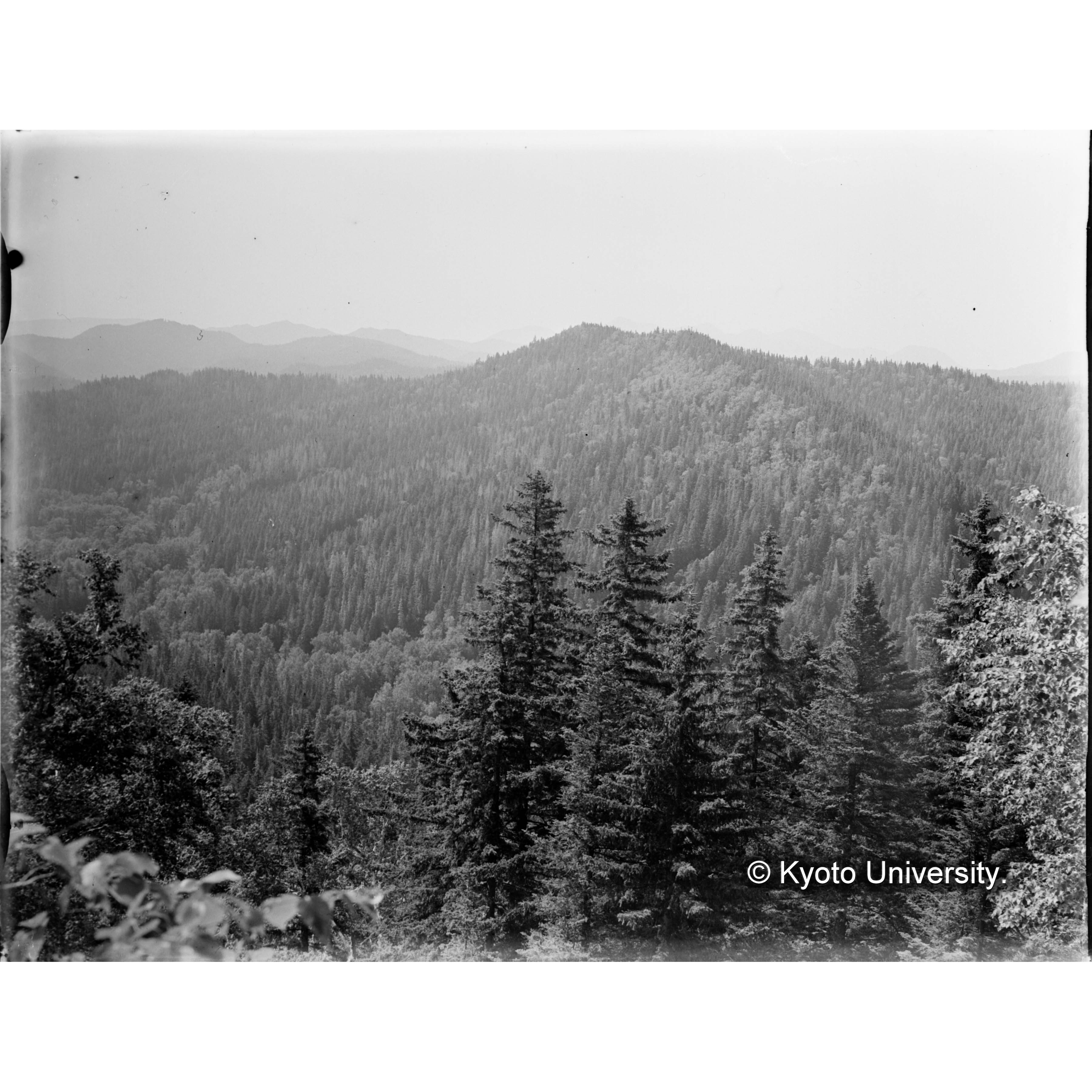 えぞまつ、とどまつ、そうしかんば混交じ天然林 (1)